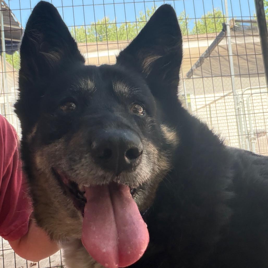 Penelope, a Adoptable mixed breed in Hanna City, IL image 2/2