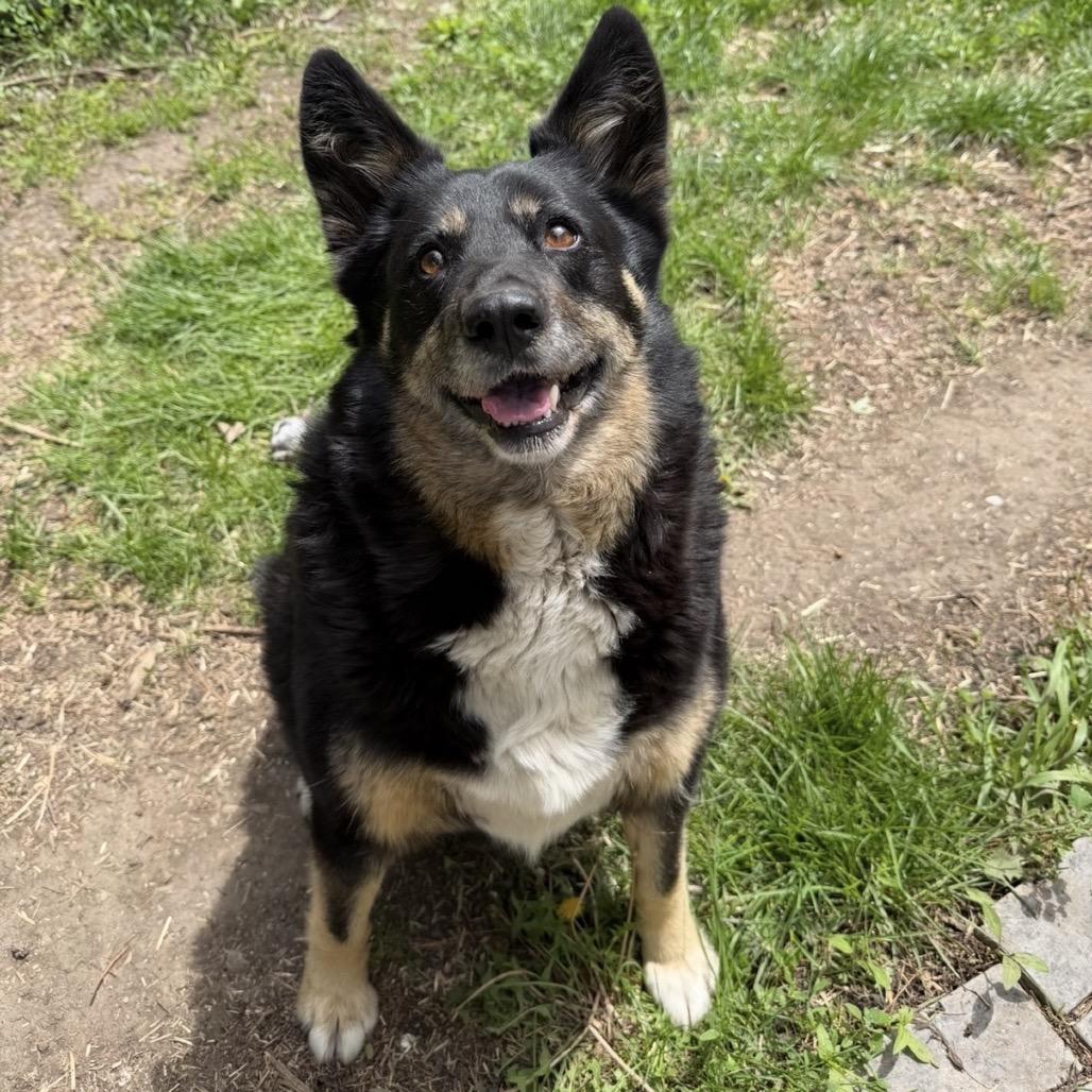 Enlarge Penelope, a Adoptable mixed breed in Hanna City, IL image 3/3