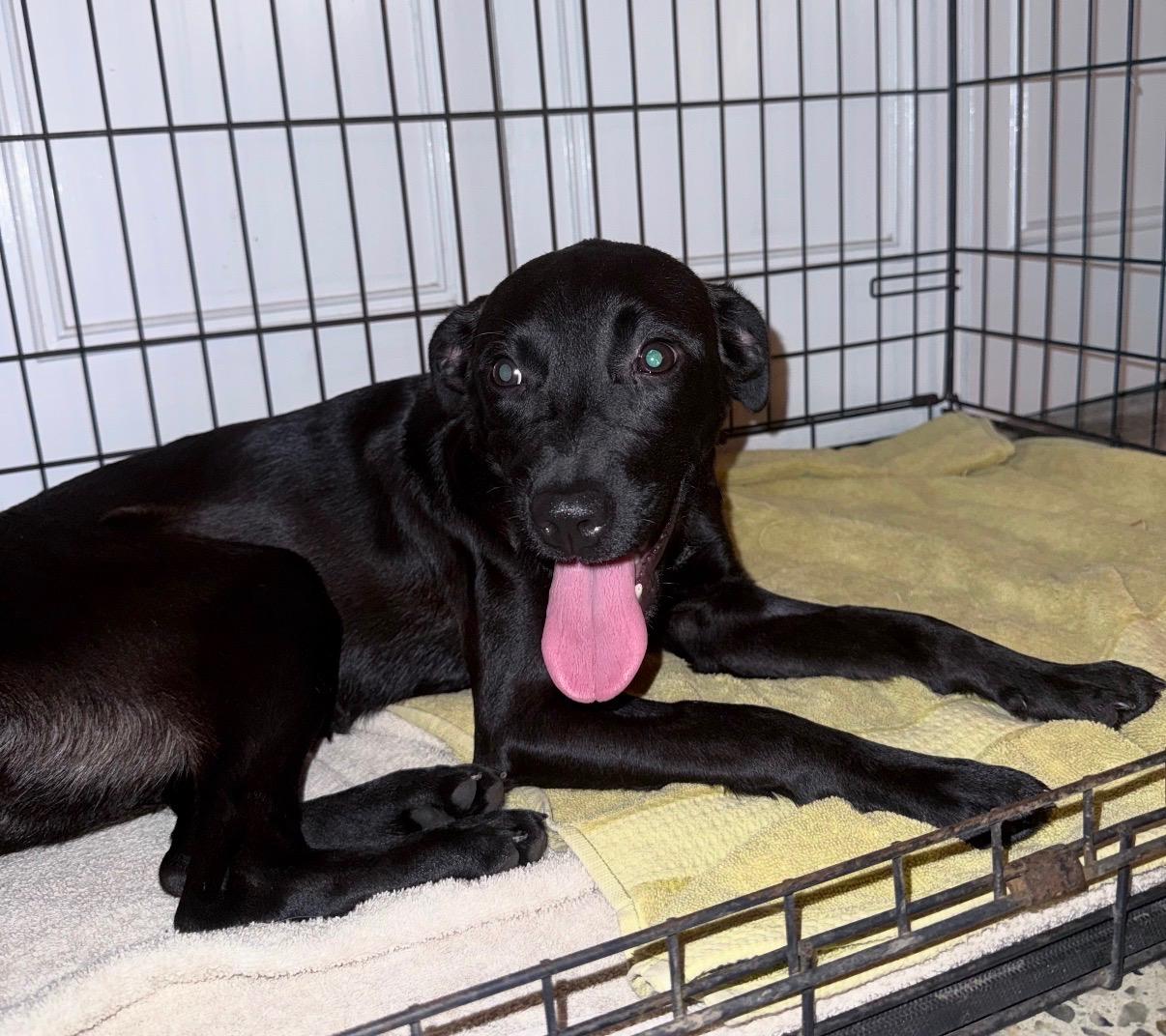 Enlarge Luna - The Street Dog Turned Soul Dog, a Adoptable mixed breed in OCEAN, NJ image 4/6