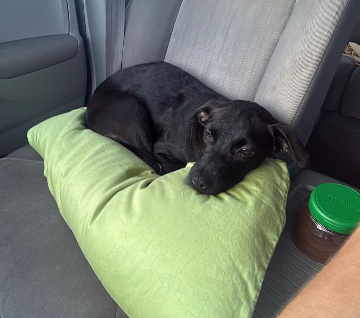 Enlarge Luna - The Street Dog Turned Soul Dog, a Adoptable mixed breed in OCEAN, NJ image 5/6