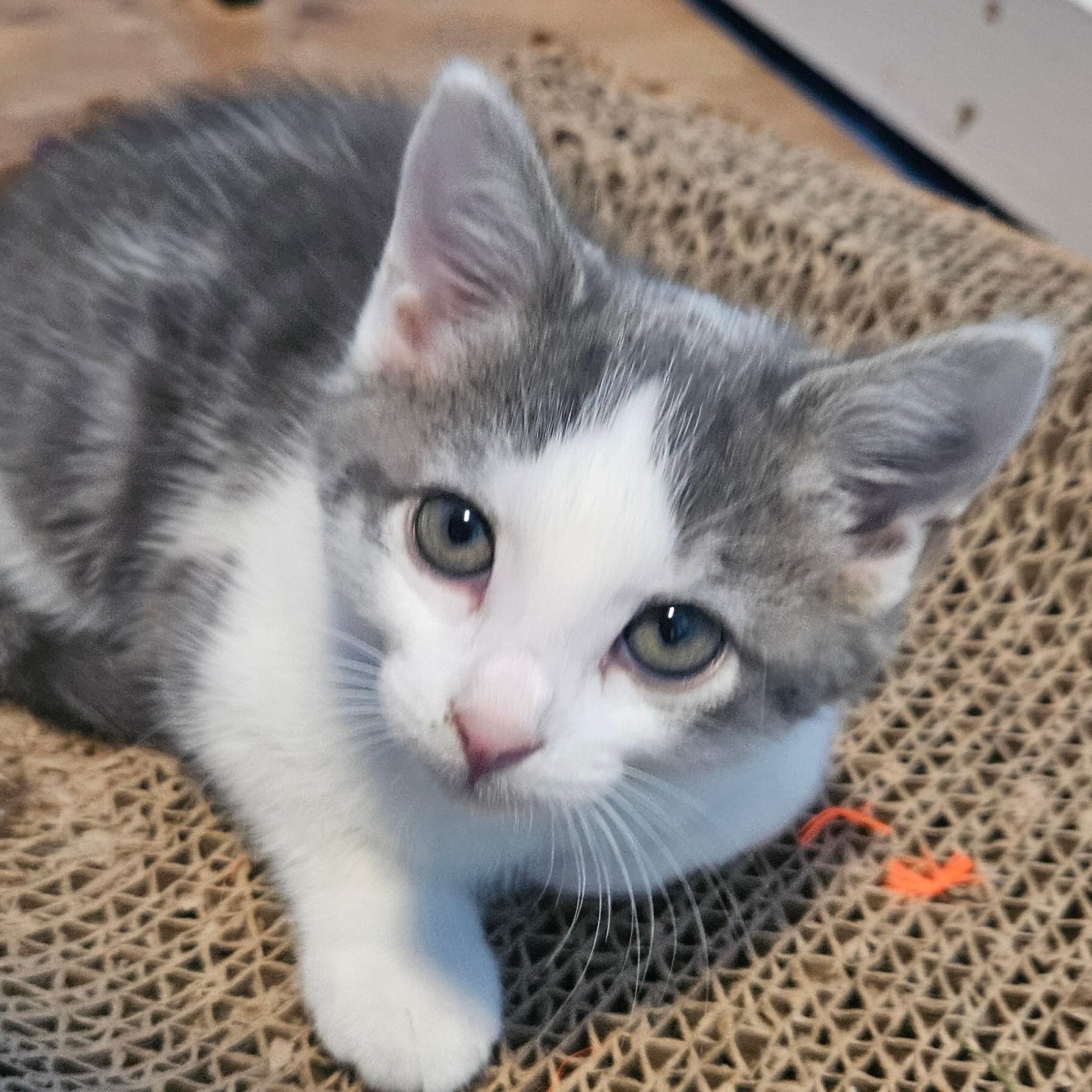 Jamie, Adopted, Kitten Male Domestic Short Hair & Tabby.