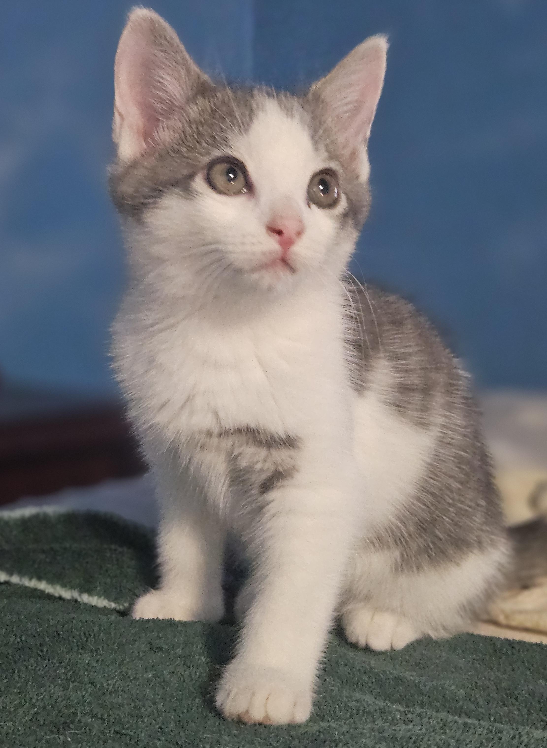 Enlarge Jamie, a Adopted mixed breed in East Amherst, NY image 2/6