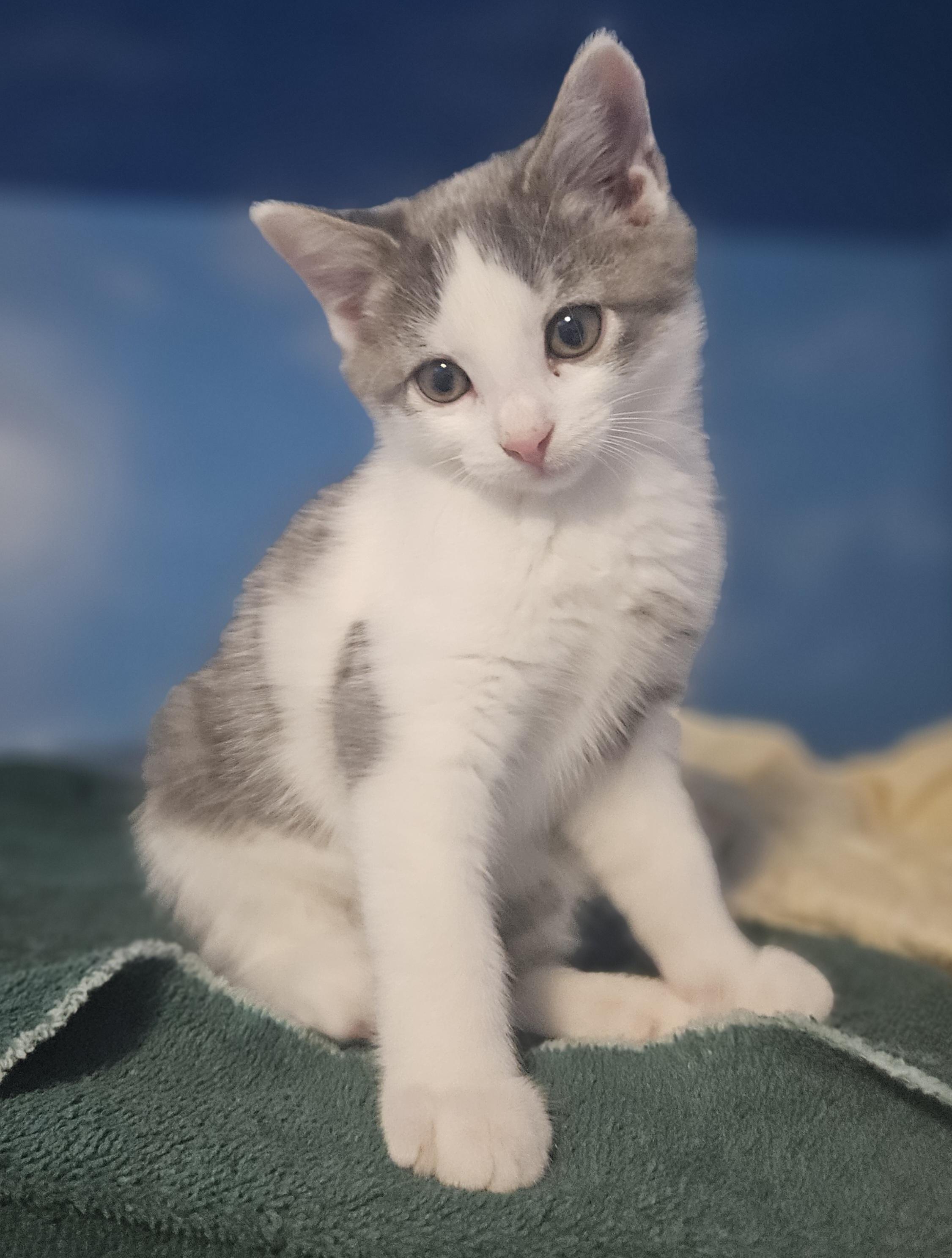 Enlarge Jamie, a Adopted mixed breed in East Amherst, NY image 3/6