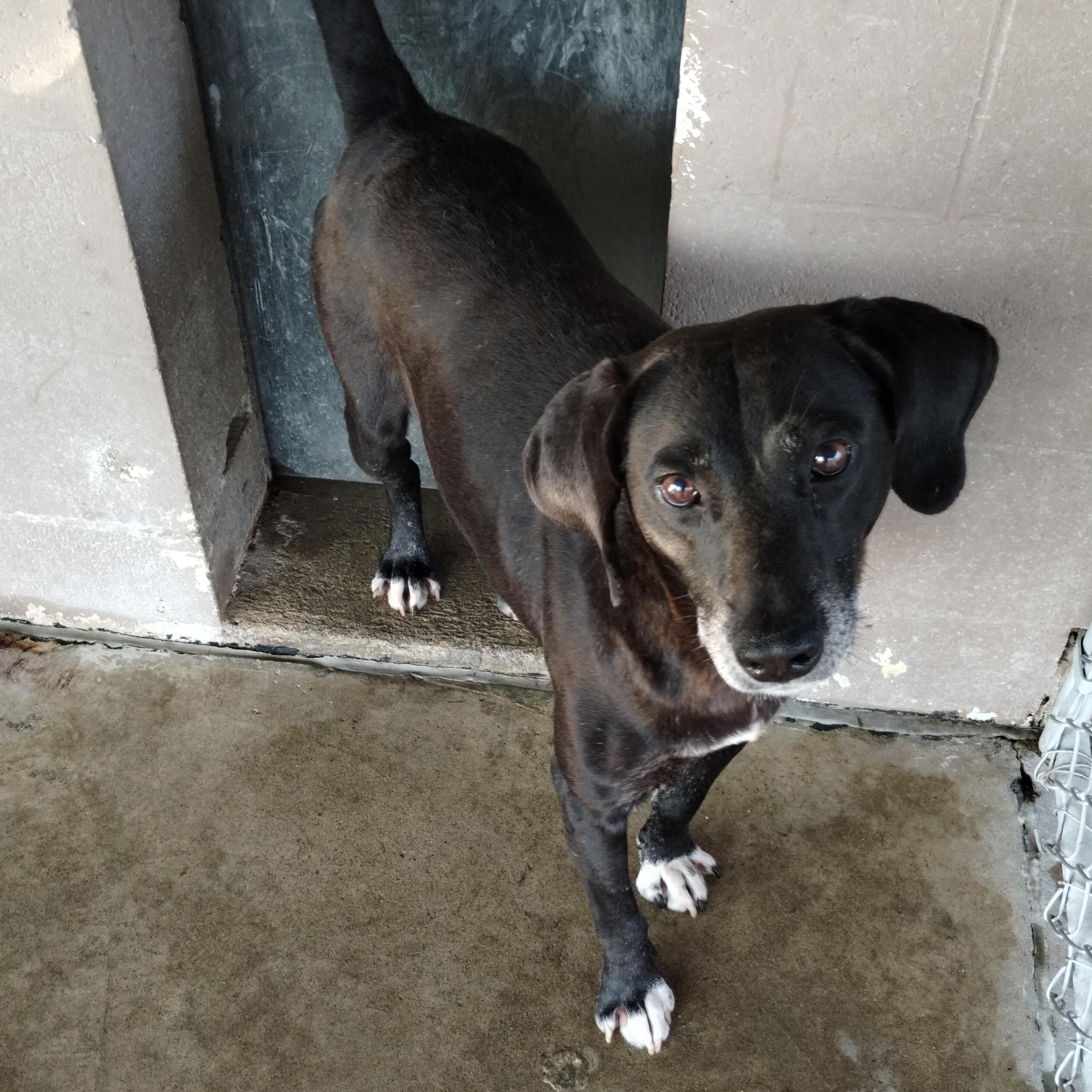 25-082 Available 6-19-25, a Adoptable mixed breed in Carrollton, OH image 1/2