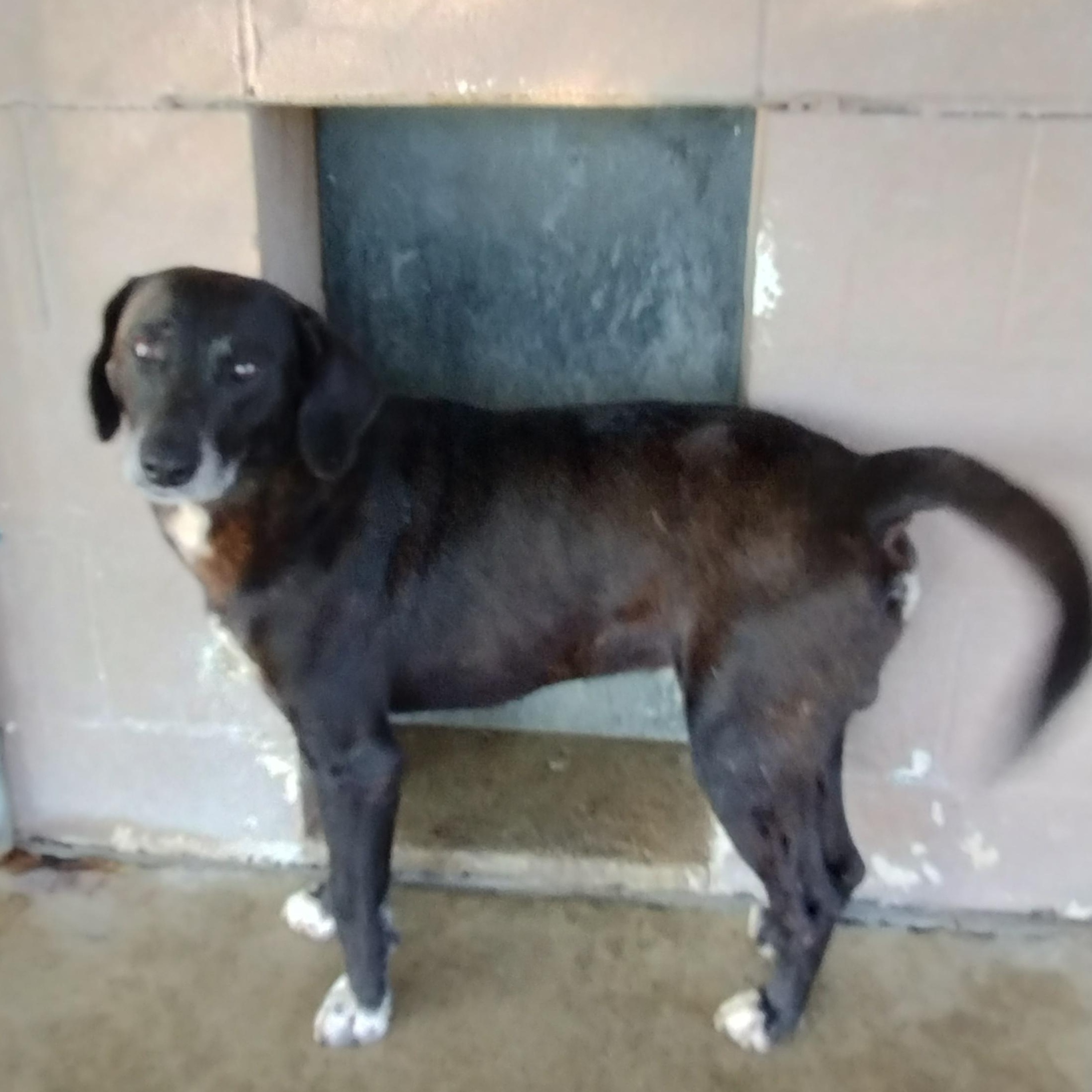 25-082 Available 6-19-25, a Adoptable mixed breed in Carrollton, OH image 2/2