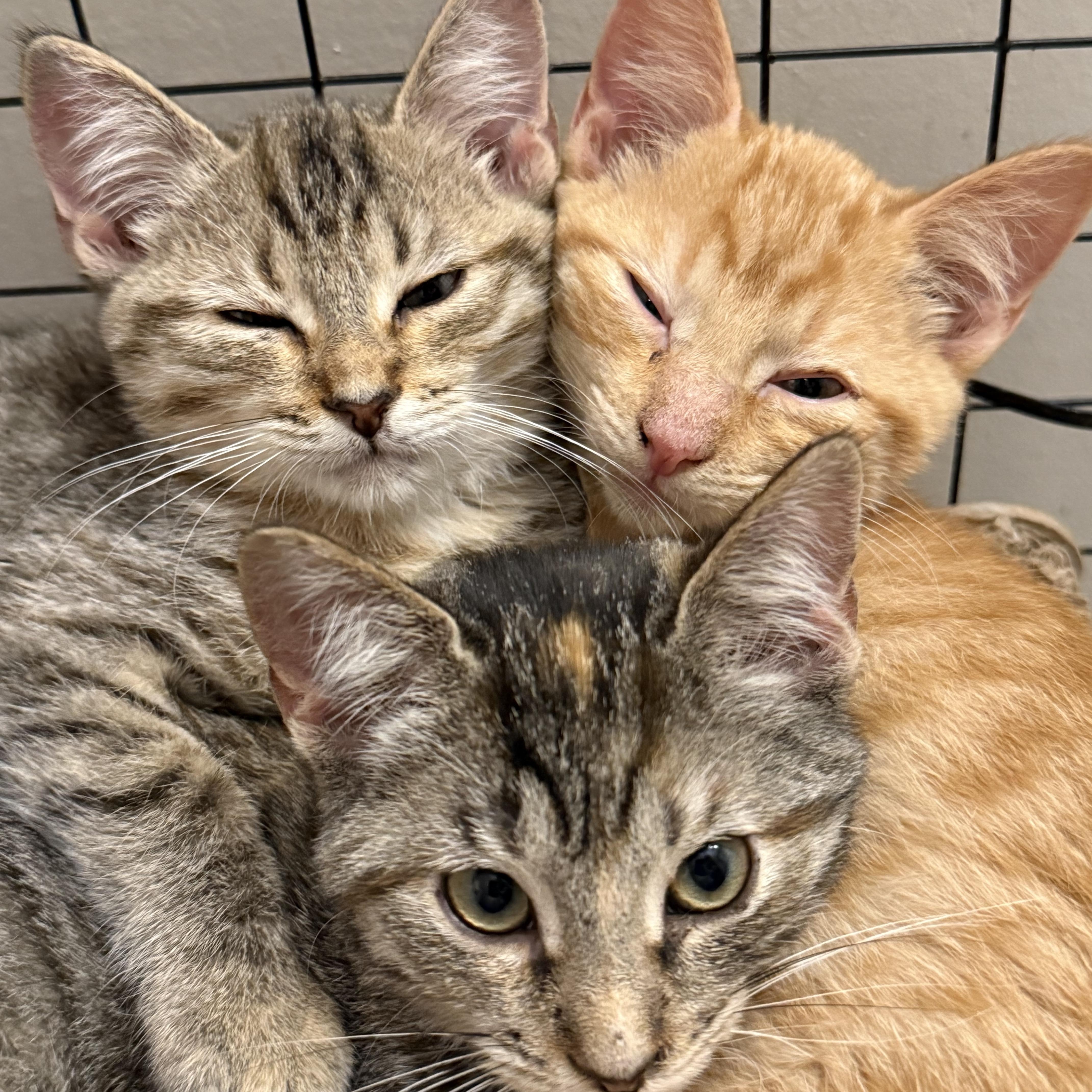 Enlarge Briana Adilene, a Adoptable Domestic Short Hair in Intercession city , FL image 2/4