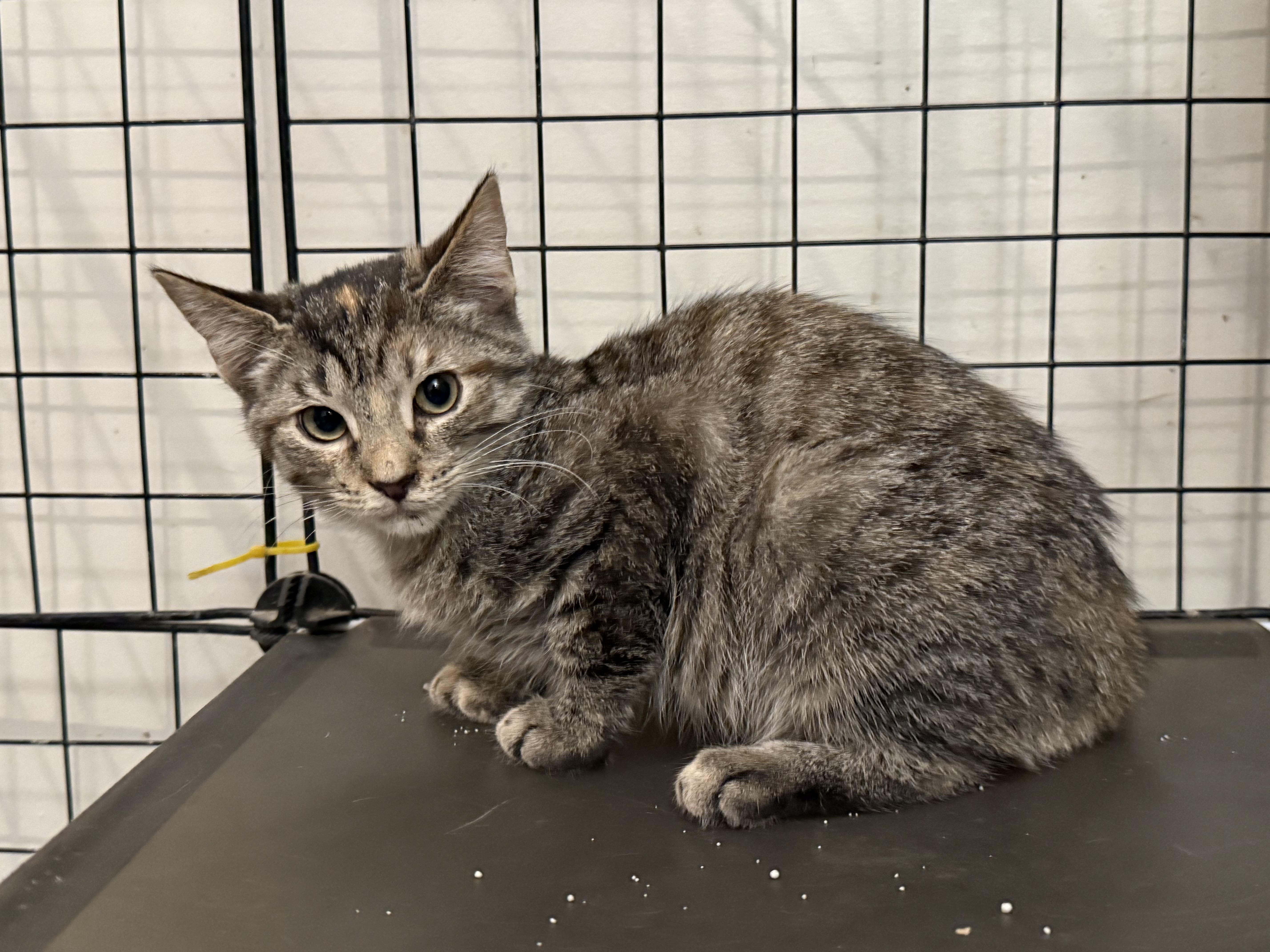 Briana Adilene, Adoptable, Kitten Female Domestic Short Hair.