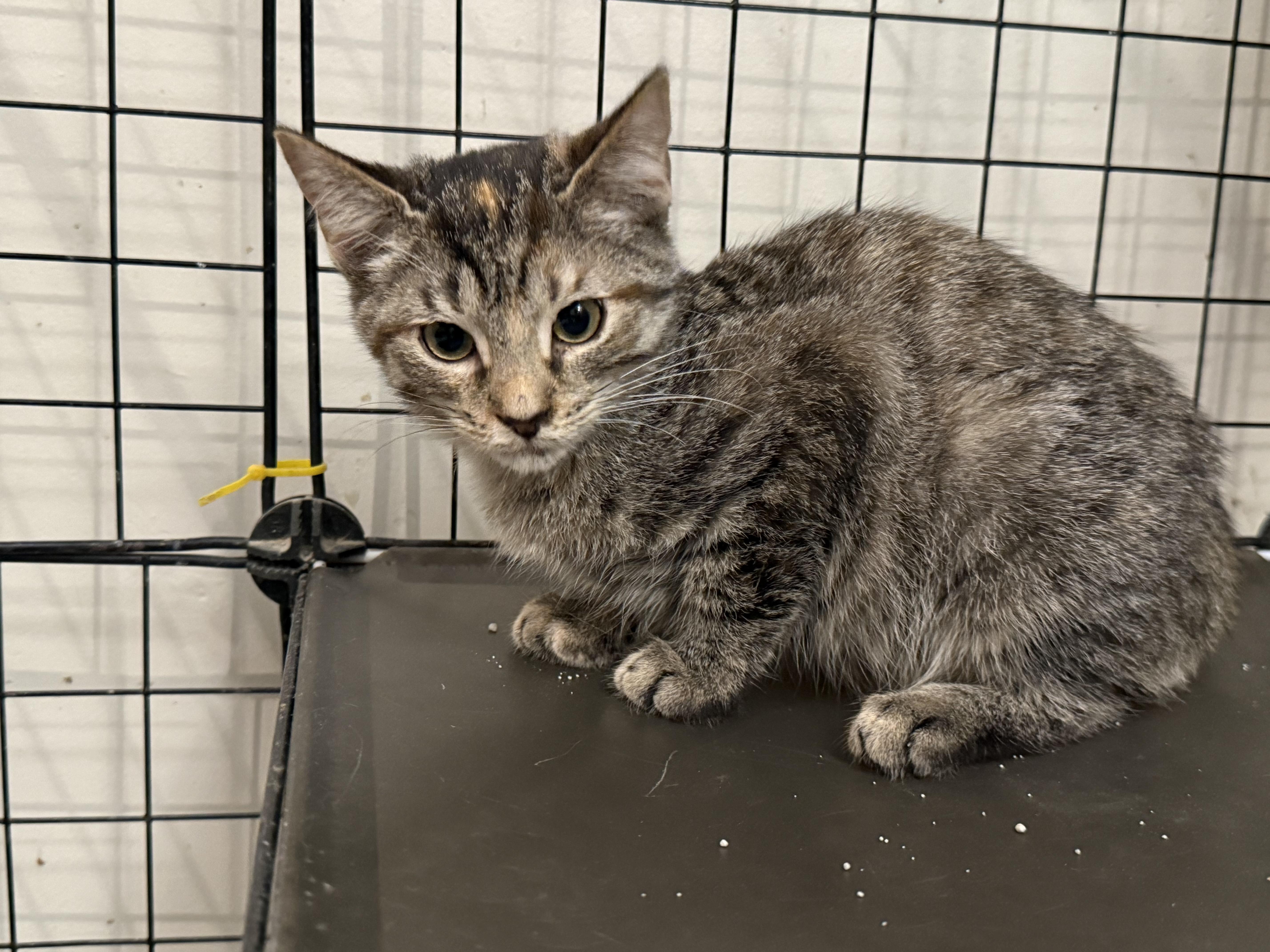 Enlarge Briana Adilene, a Adoptable Domestic Short Hair in Intercession city , FL image 4/4
