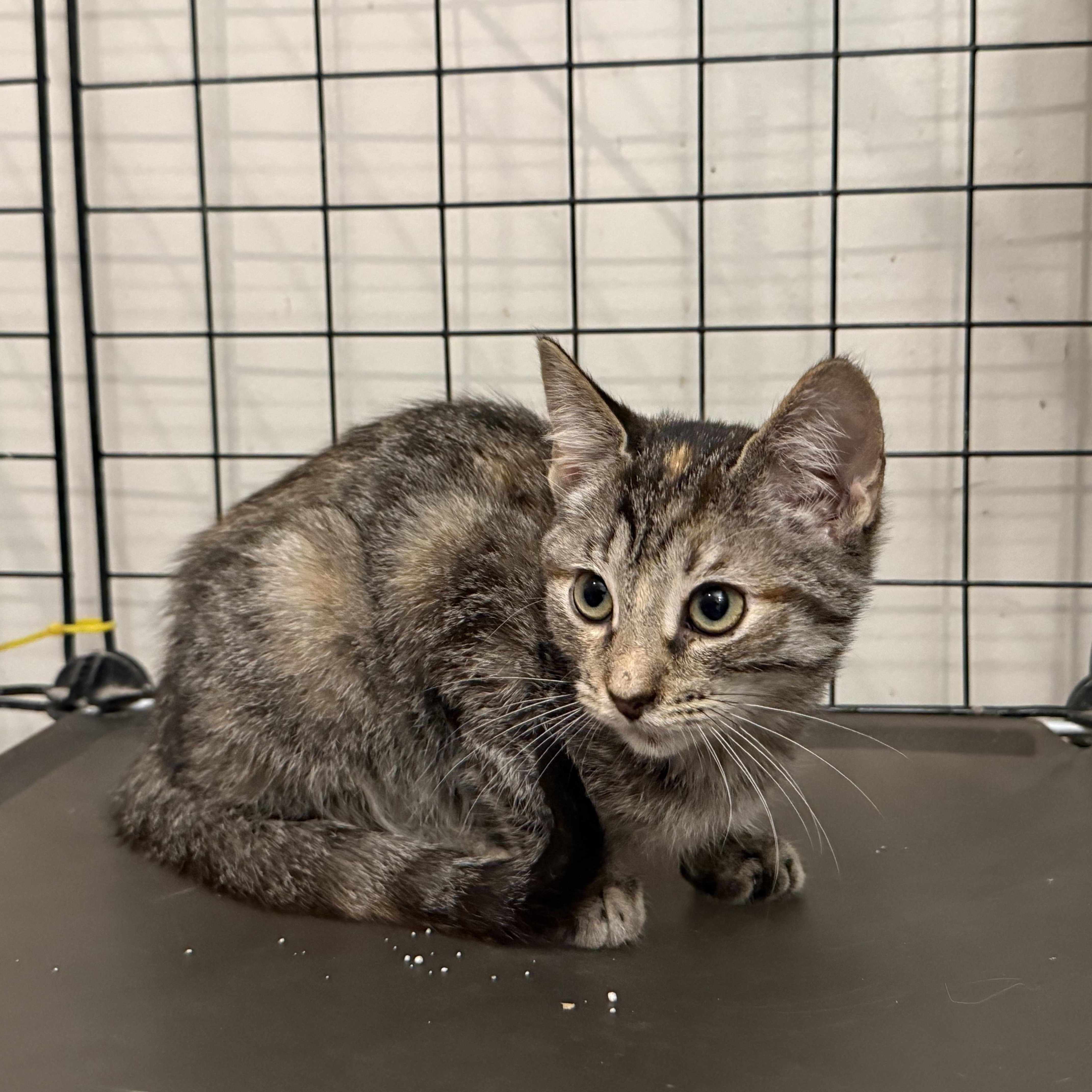 Enlarge Briana Adilene, a Adoptable Domestic Short Hair in Intercession city , FL image 3/4