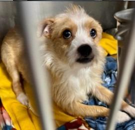Mark, Adoptable, Young Male Terrier.