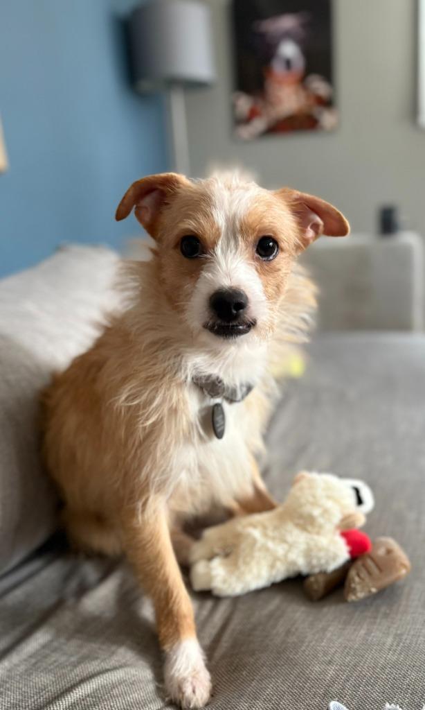 Enlarge Mark, a Adoptable mixed breed in West Bloomfield, MI image 2/4