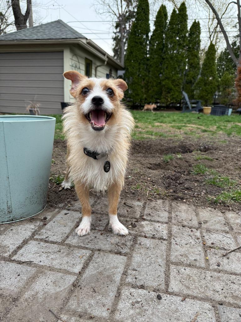 Enlarge Mark, a Adoptable mixed breed in West Bloomfield, MI image 3/4