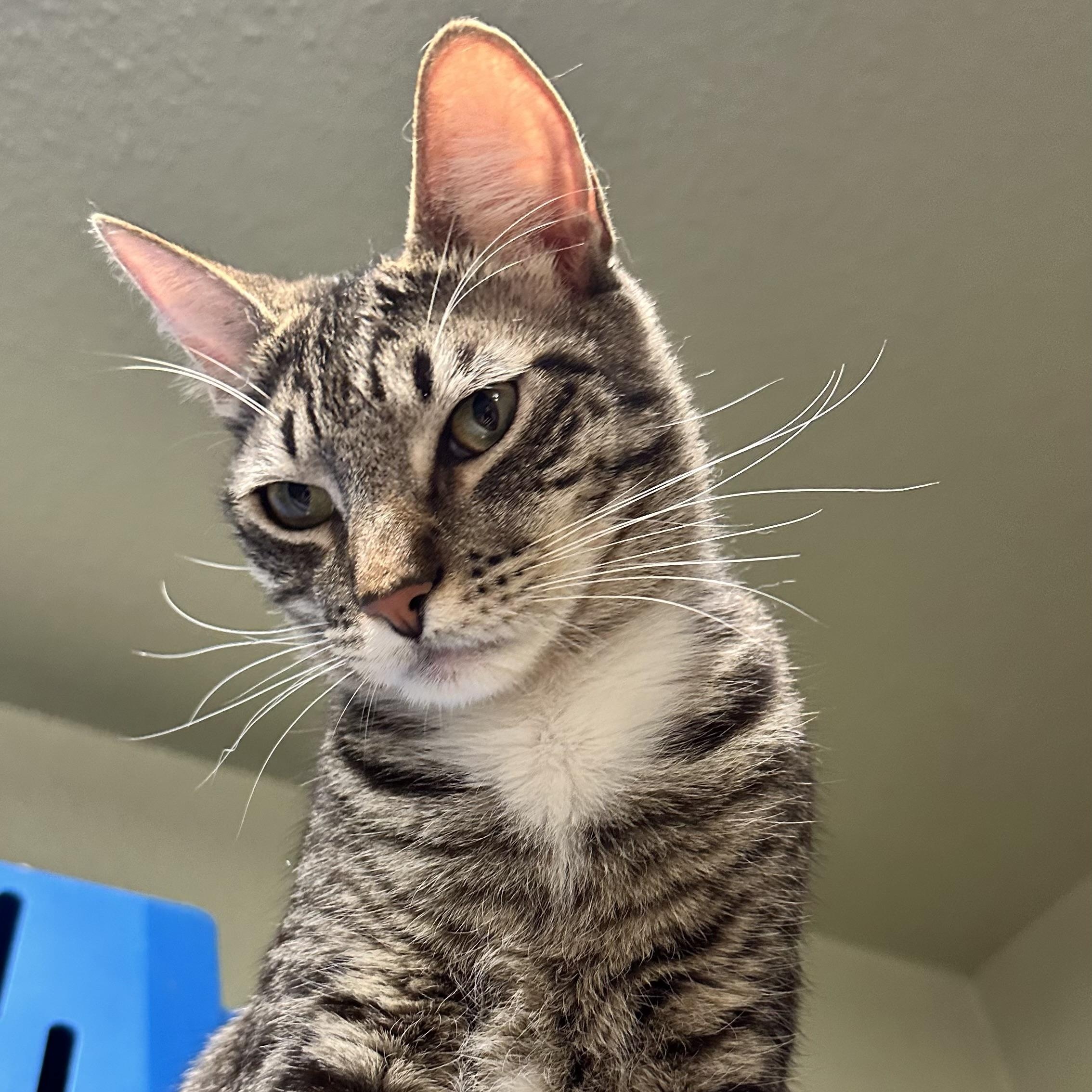 Duke and Greta (bonded pair)