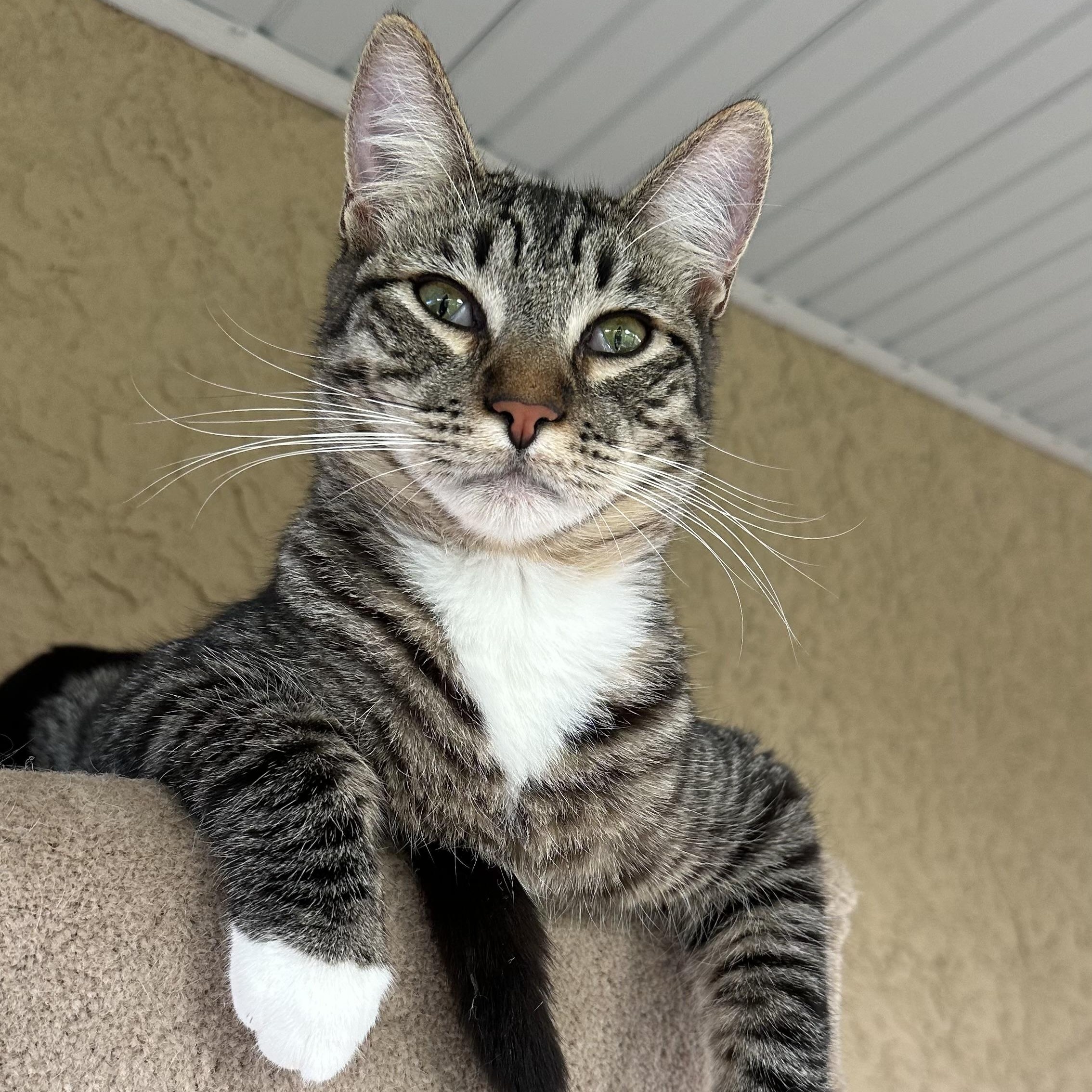 Duke and Greta (bonded pair), Adoptable, Young Male Domestic Short Hair & Tabby.