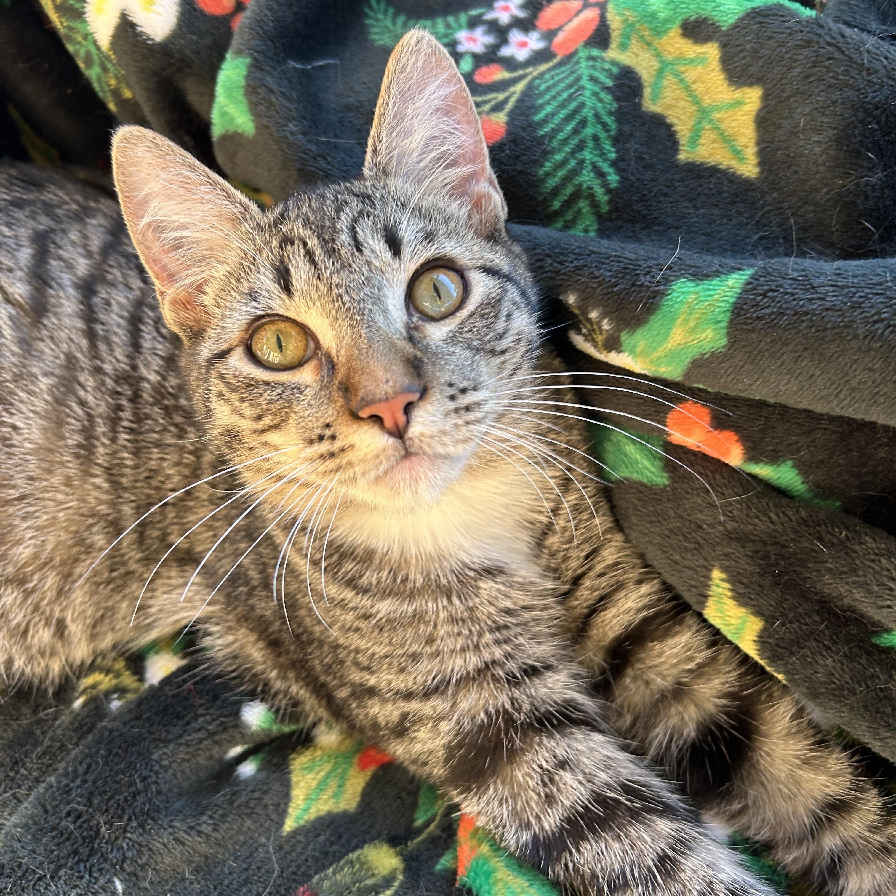 Enlarge Duke and Greta (bonded pair), a Adoptable mixed breed in Sacramento, CA image 3/6