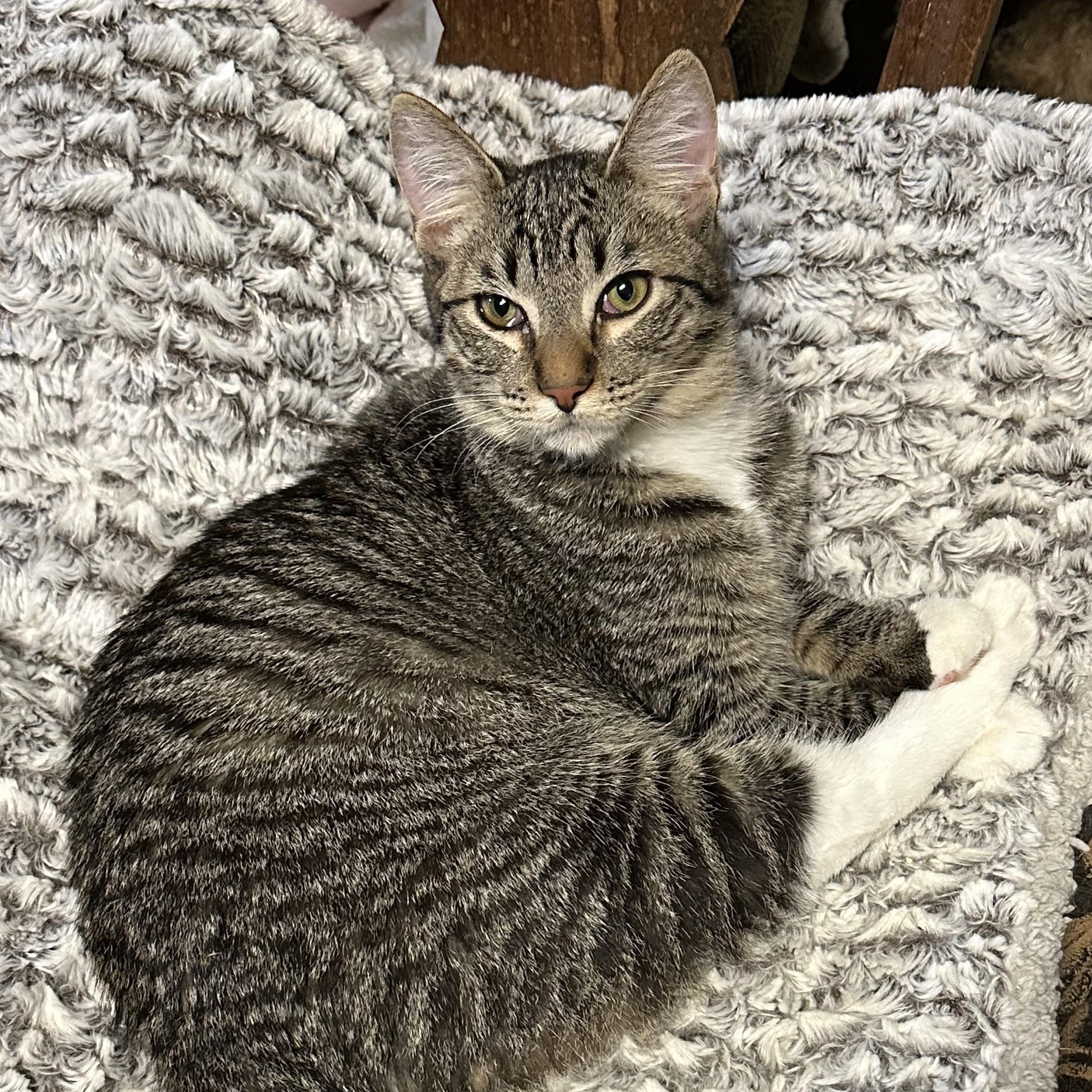 Duke and Greta (bonded pair)