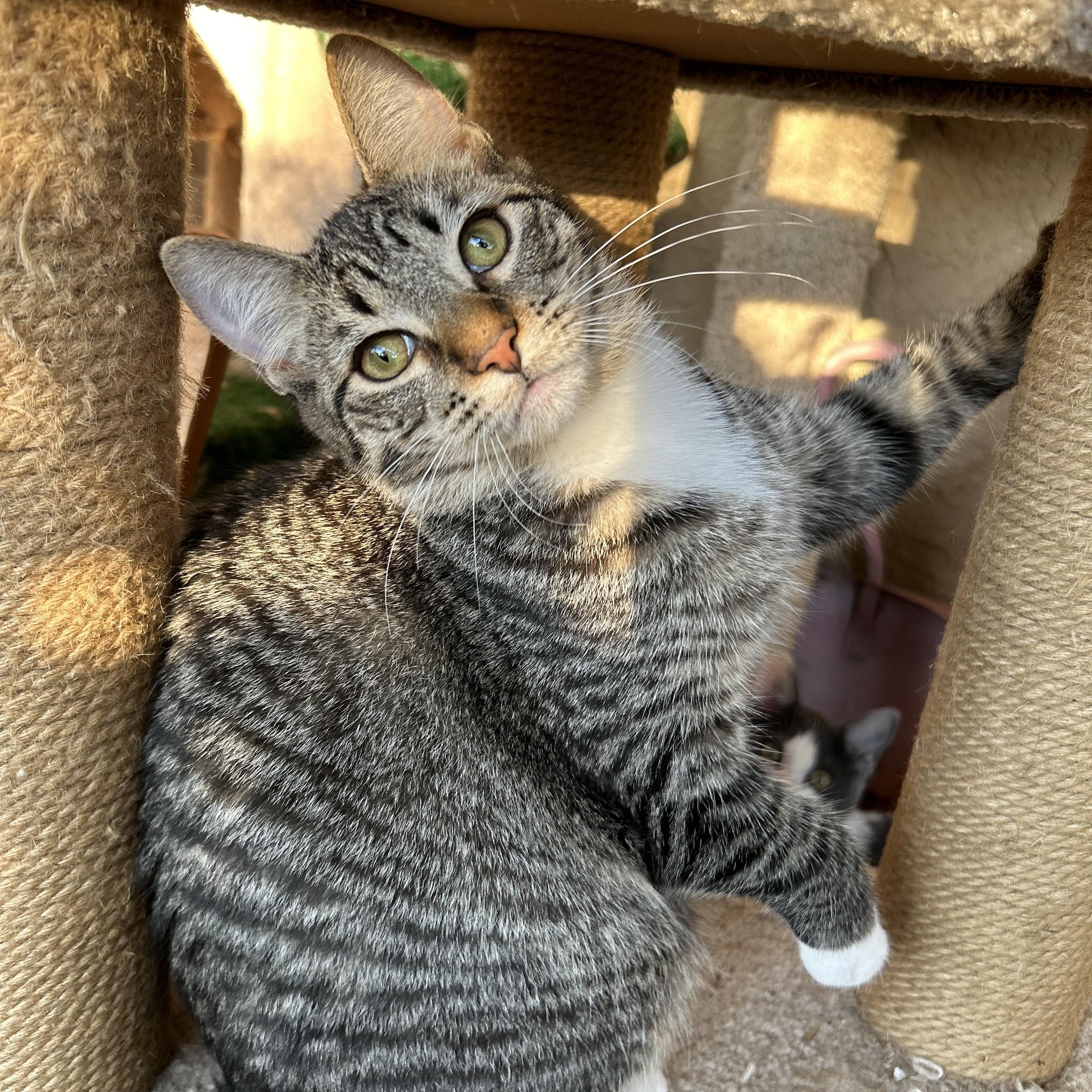 Enlarge Duke and Greta (bonded pair), a Adoptable mixed breed in Sacramento, CA image 5/6