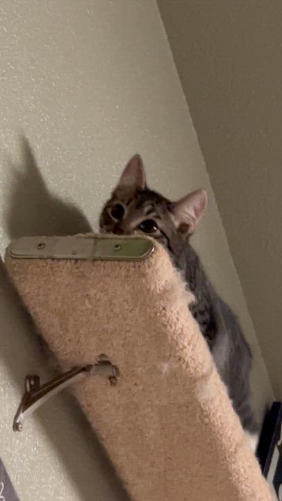 Enlarge Duke and Greta (bonded pair), a Adoptable mixed breed in Sacramento, CA video 6/6