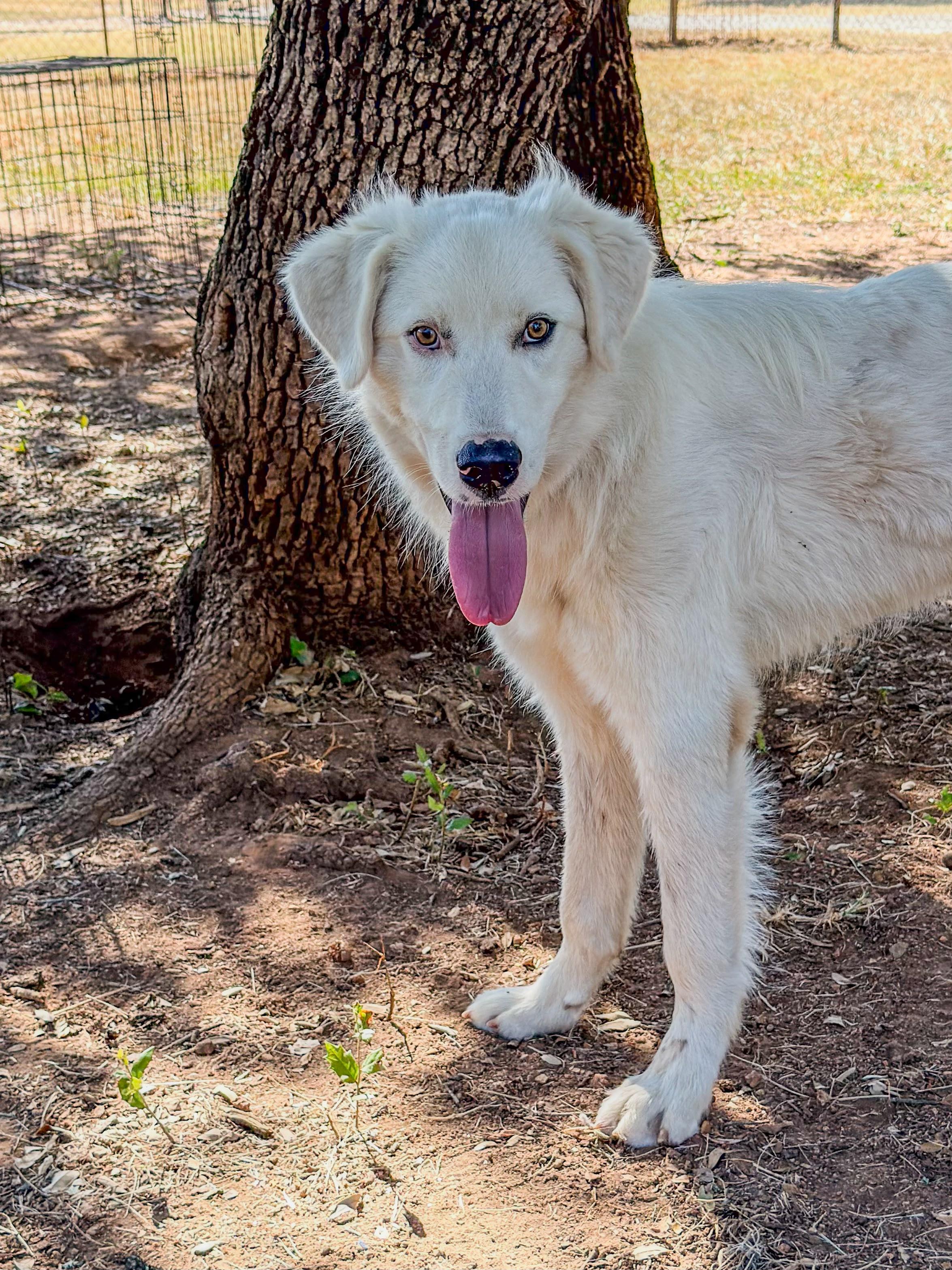 Tailgate, a ADOPTABLE Great Pyrenees in Marble Falls, TX image 2/3