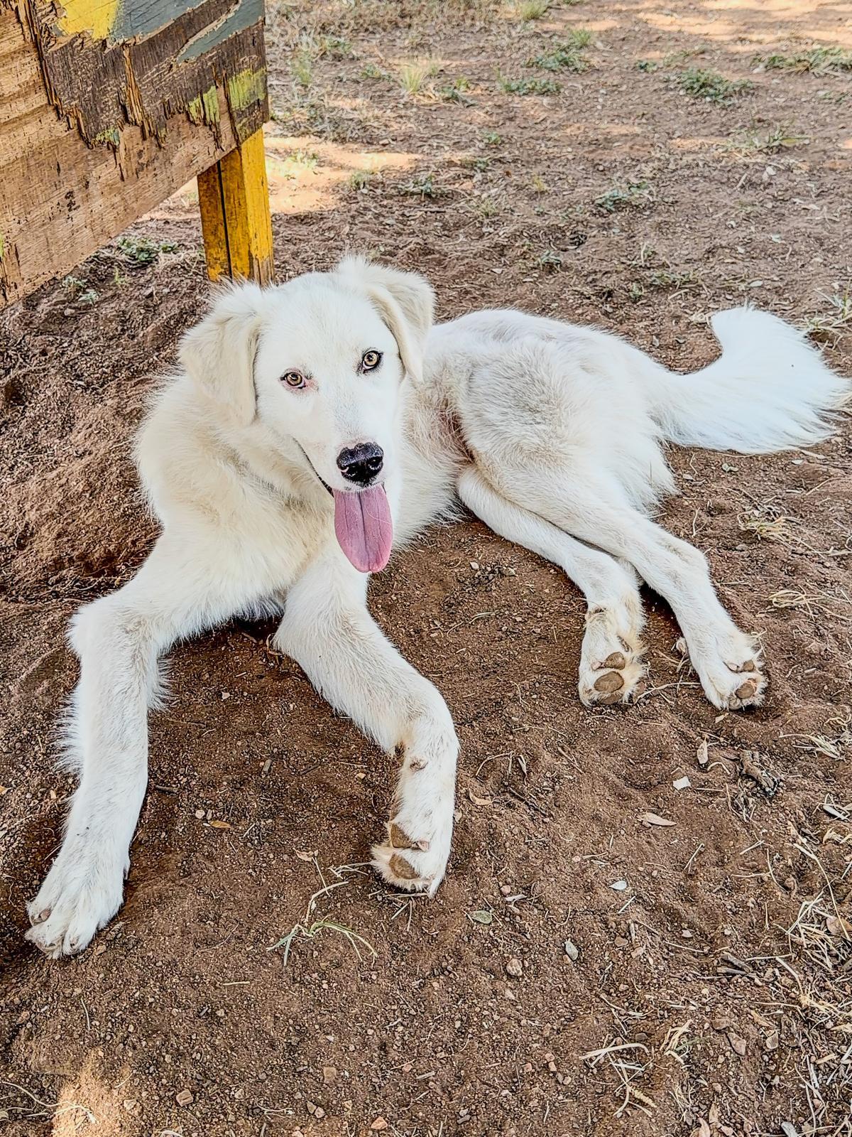 Tailgate, a ADOPTABLE Great Pyrenees in Marble Falls, TX image 1/3