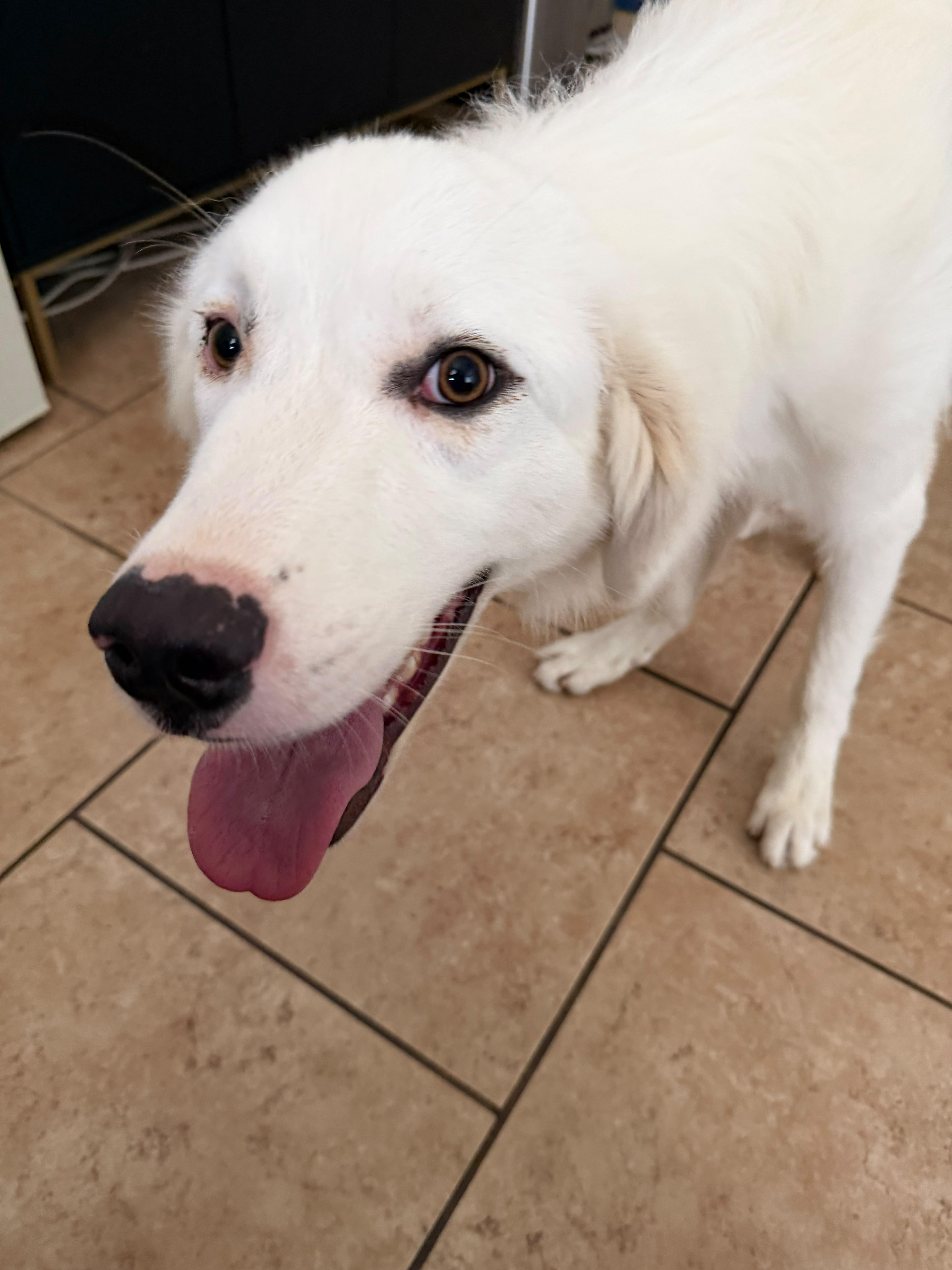Tailgate, a ADOPTABLE Great Pyrenees in Marble Falls, TX image 3/3