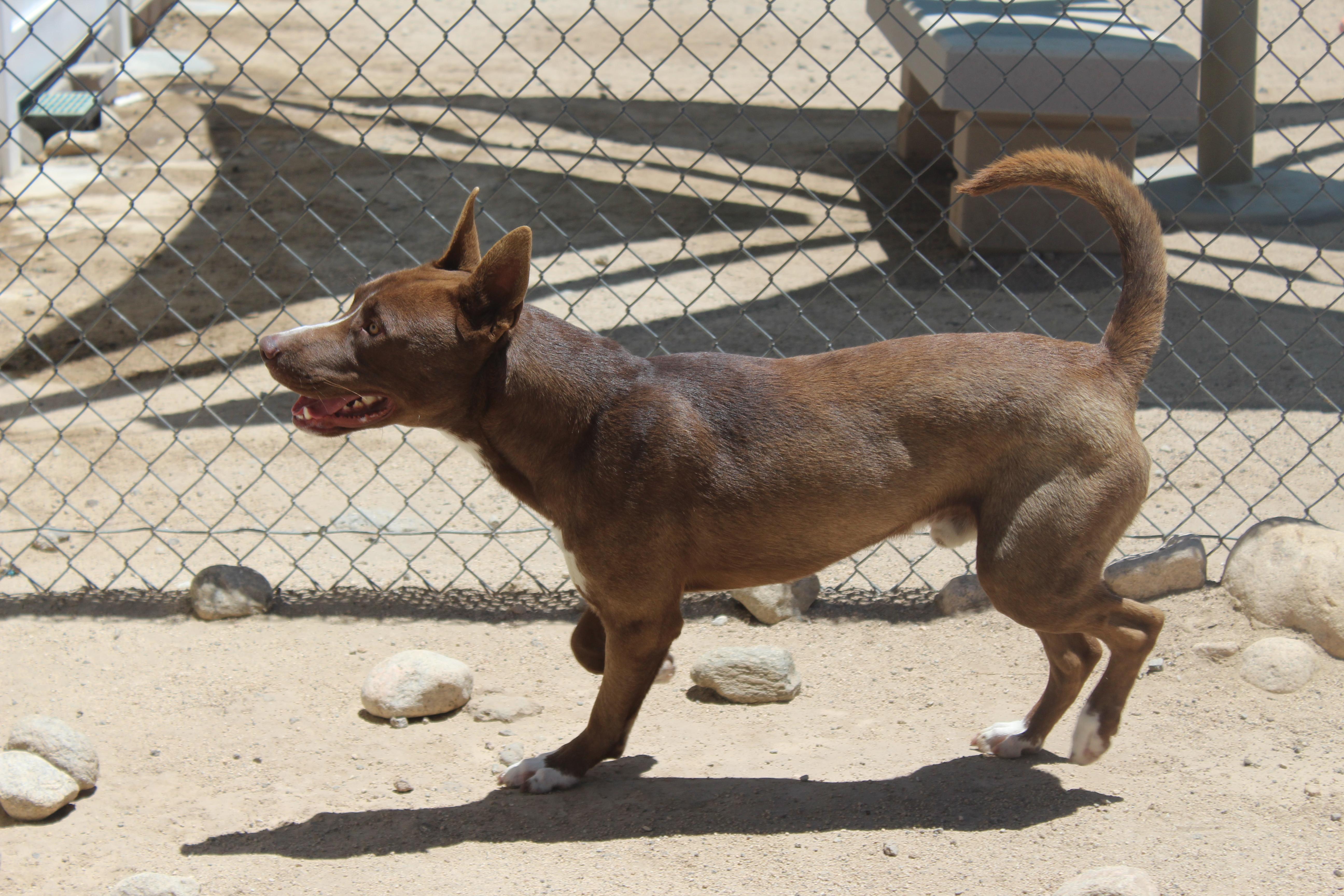 Enlarge Chicken, a Adoptable mixed breed in Yucca Valley, CA image 5/6