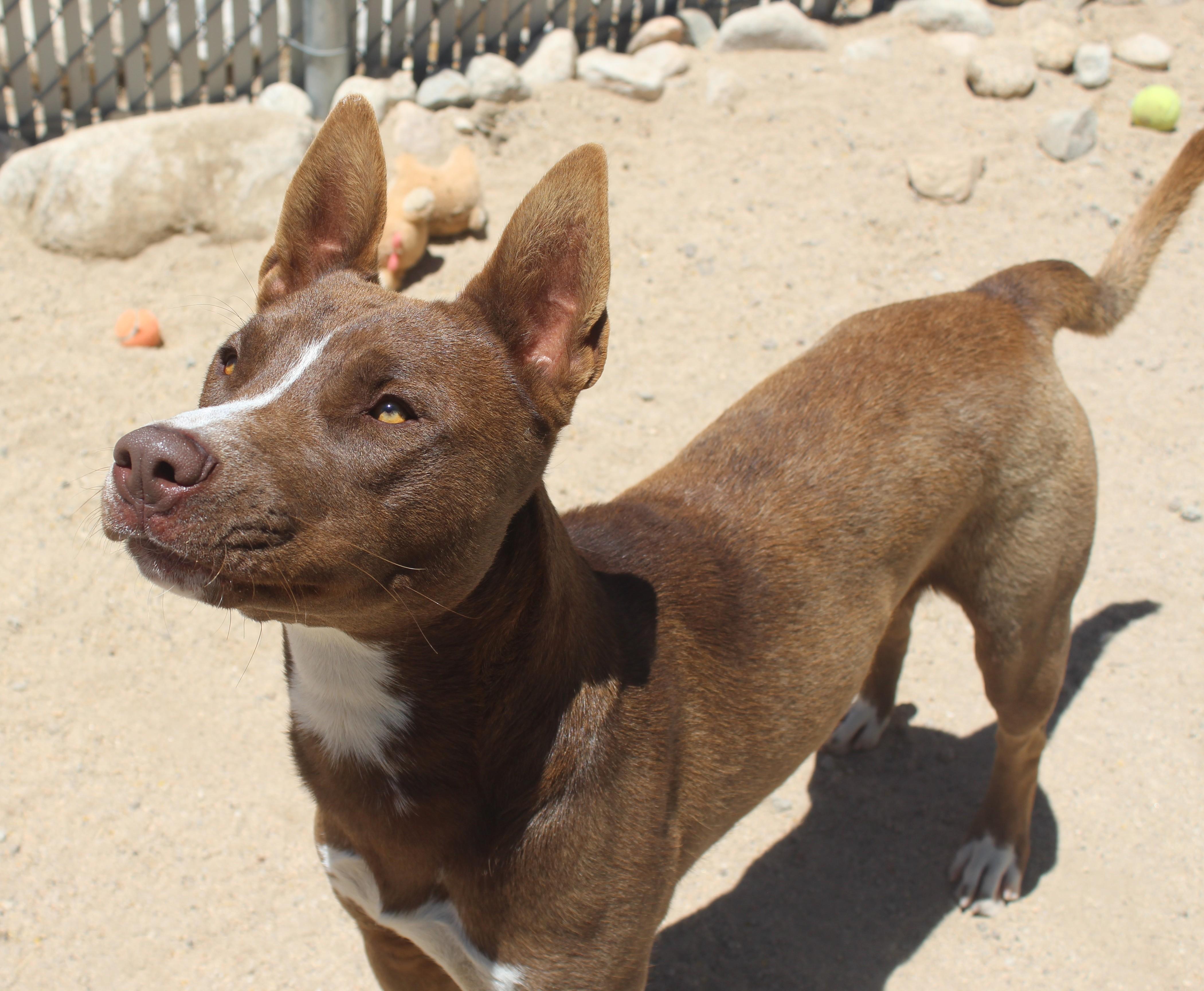 Enlarge Chicken, a Adoptable mixed breed in Yucca Valley, CA image 3/6