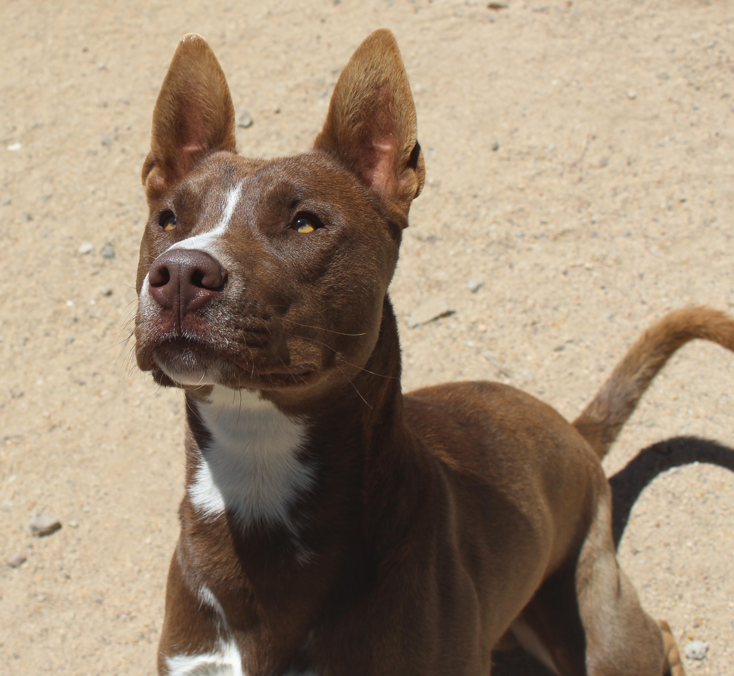 Chicken, Adoptable, Young Male Shepherd & Husky.