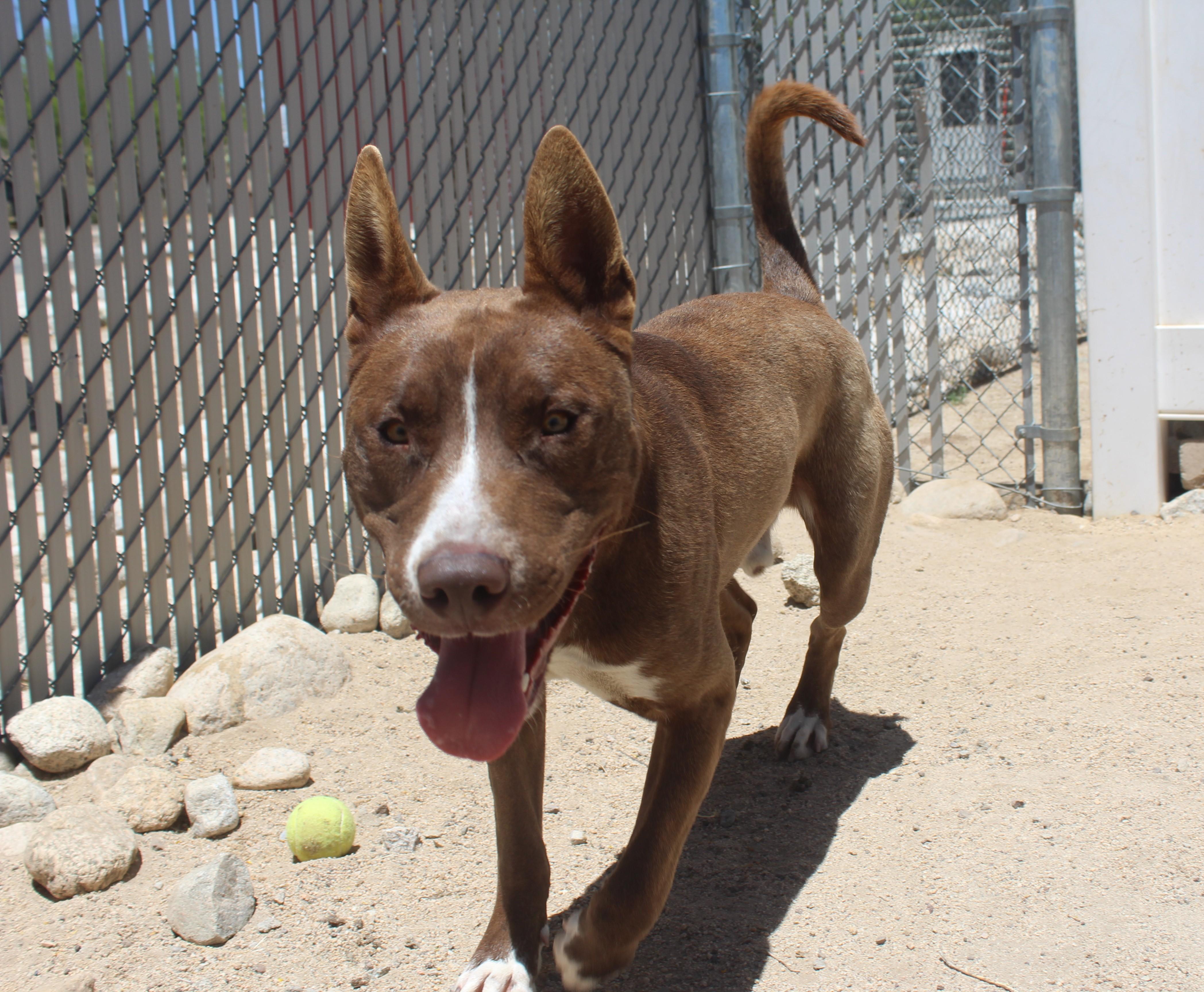 Enlarge Chicken, a Adoptable mixed breed in Yucca Valley, CA image 2/6