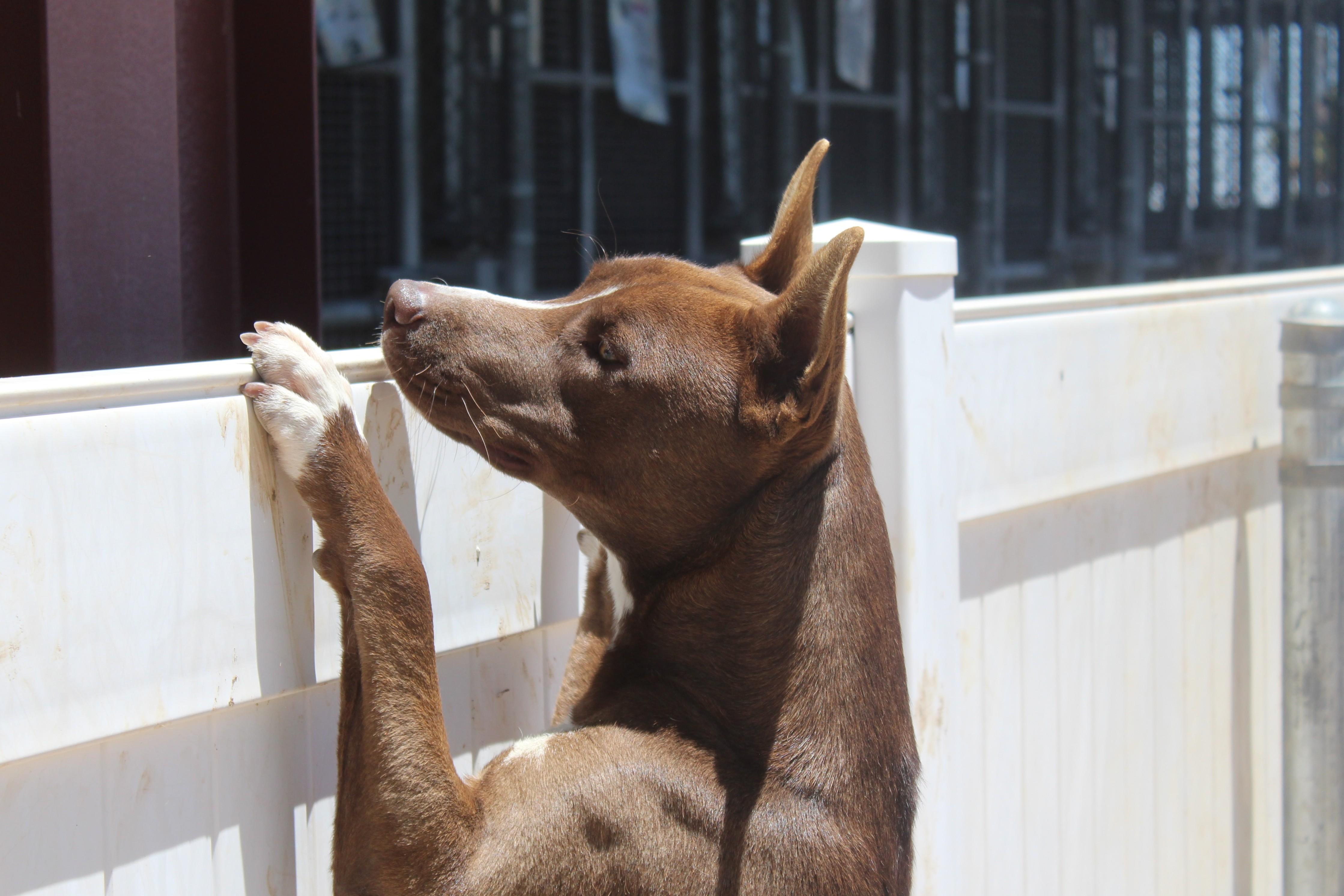 Enlarge Chicken, a Adoptable mixed breed in Yucca Valley, CA image 6/6