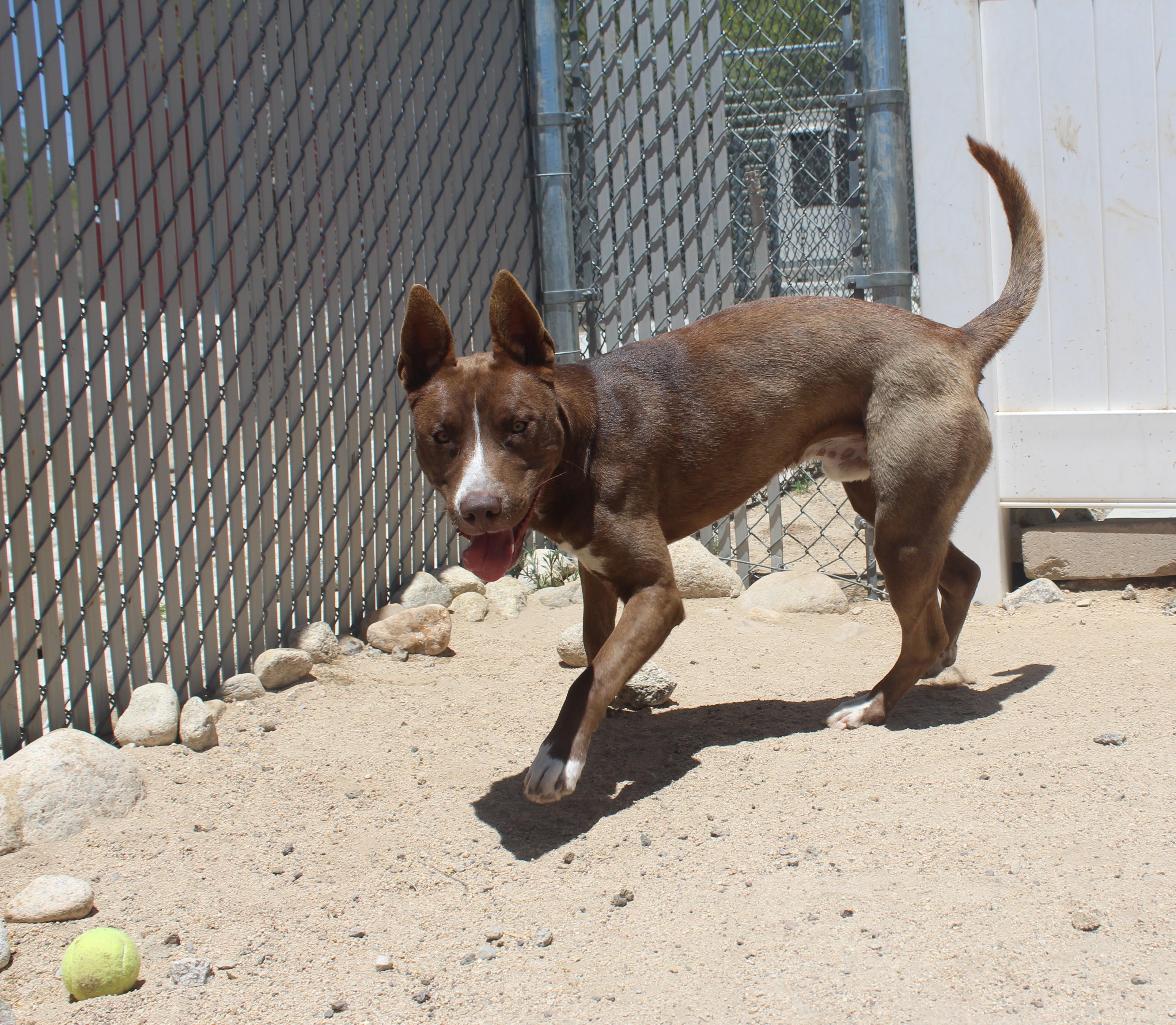 Enlarge Chicken, a Adoptable mixed breed in Yucca Valley, CA image 4/6
