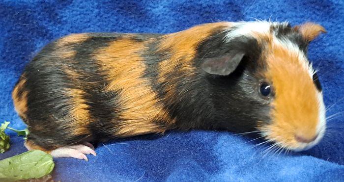 Enlarge Theo (2), an adoptable Short-Haired in Gary, IN image 2/4