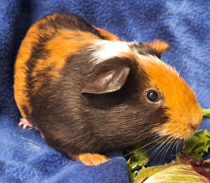 Enlarge Theo (2), an adoptable Short-Haired in Gary, IN image 3/4