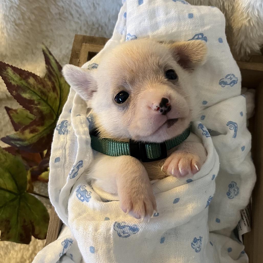 Oak, a Adoptable mixed breed in Sacramento, CA image 3/6