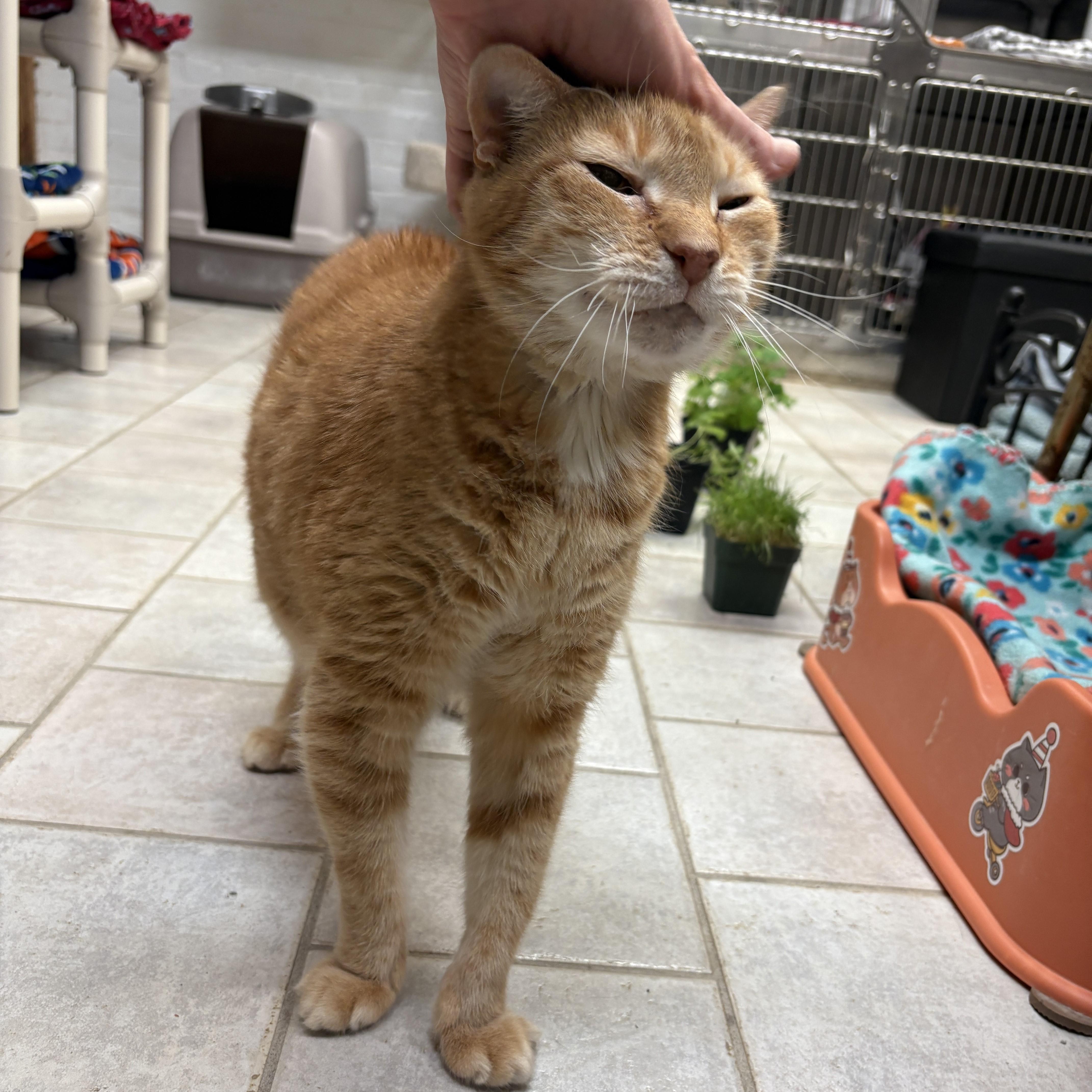 Enlarge Pipsqueak, an adopted Domestic Short Hair in Beacon, NY image 6/6