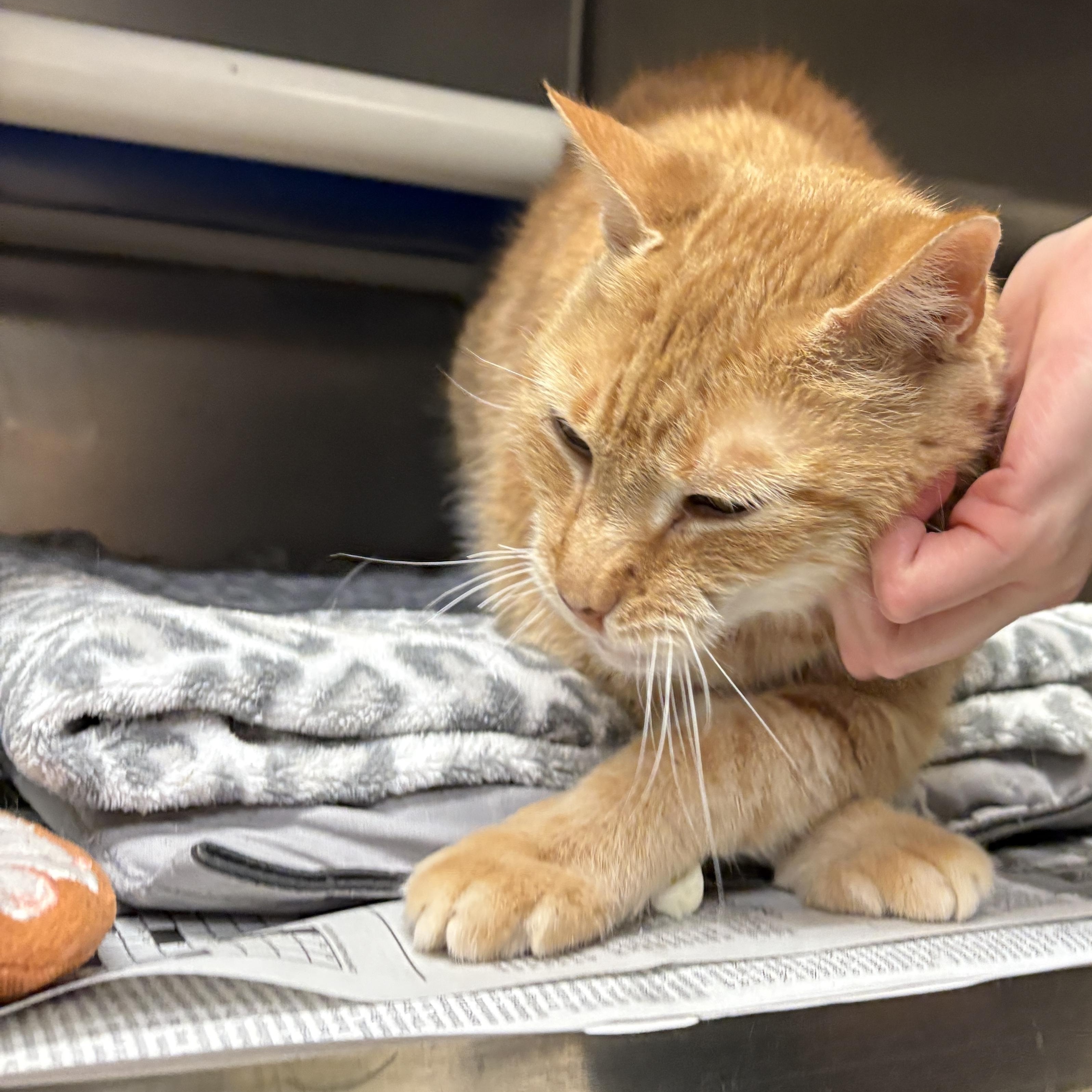Enlarge Pipsqueak, an adopted Domestic Short Hair in Beacon, NY image 3/6