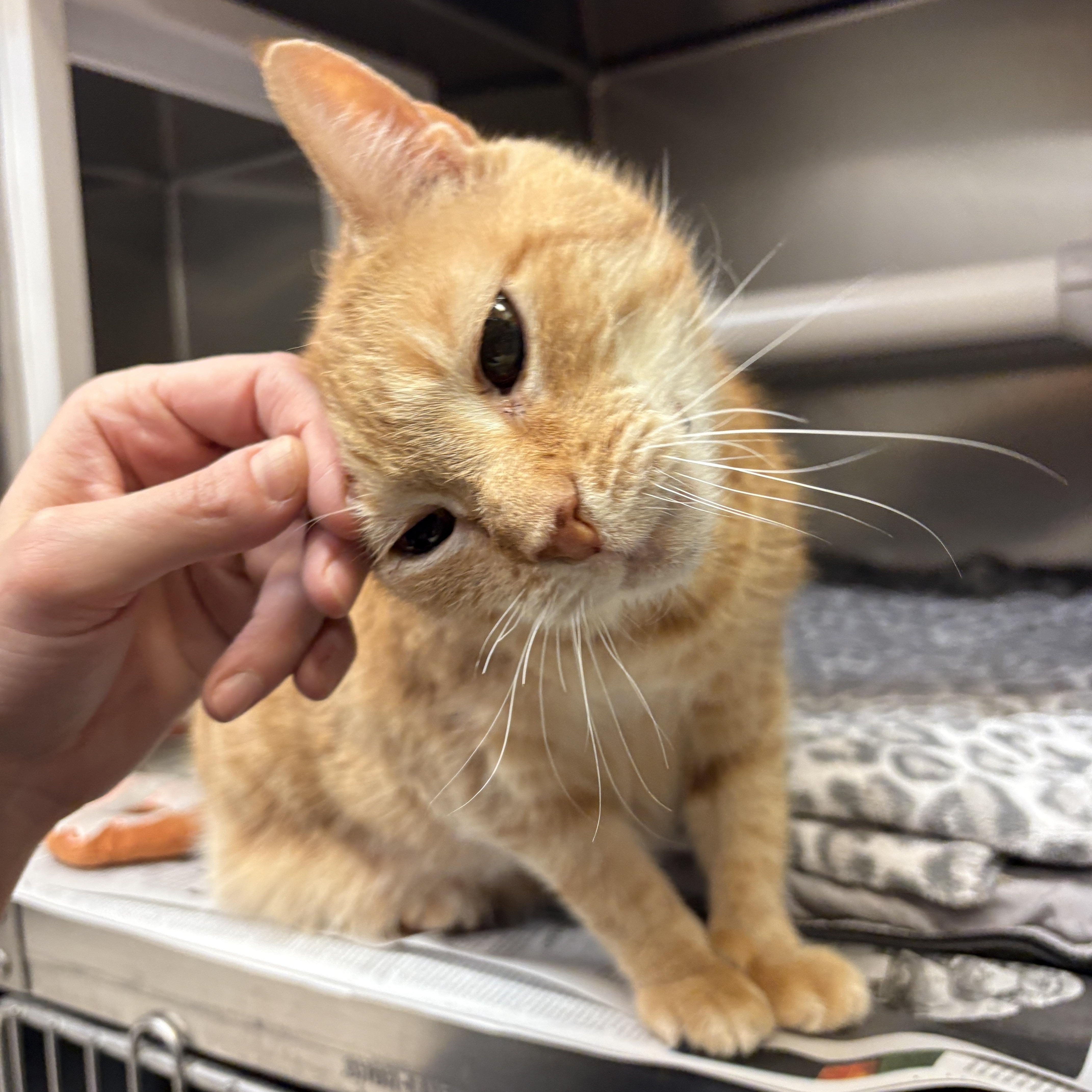 Enlarge Pipsqueak, an adopted Domestic Short Hair in Beacon, NY image 1/6