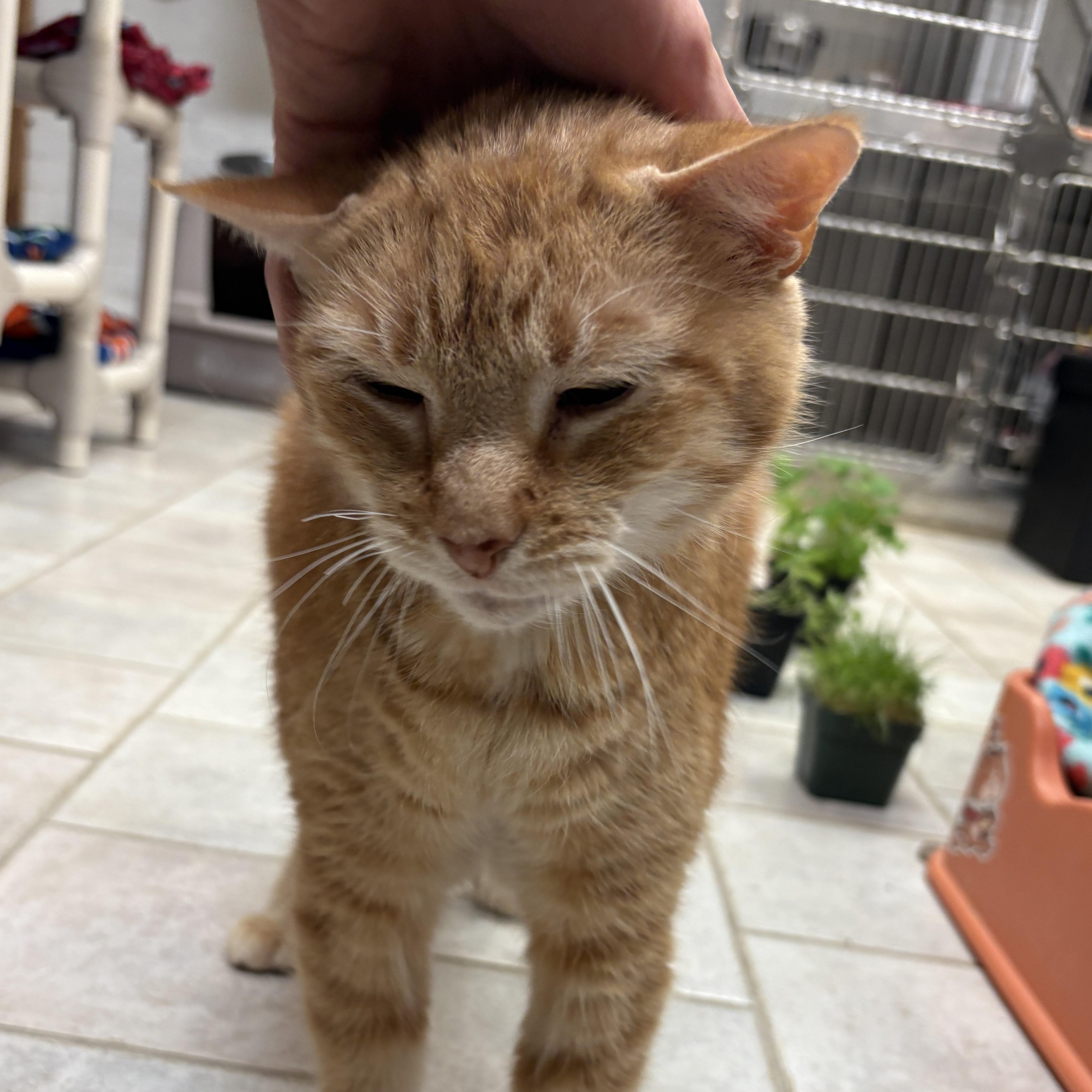 Enlarge Pipsqueak, an adopted Domestic Short Hair in Beacon, NY image 5/6