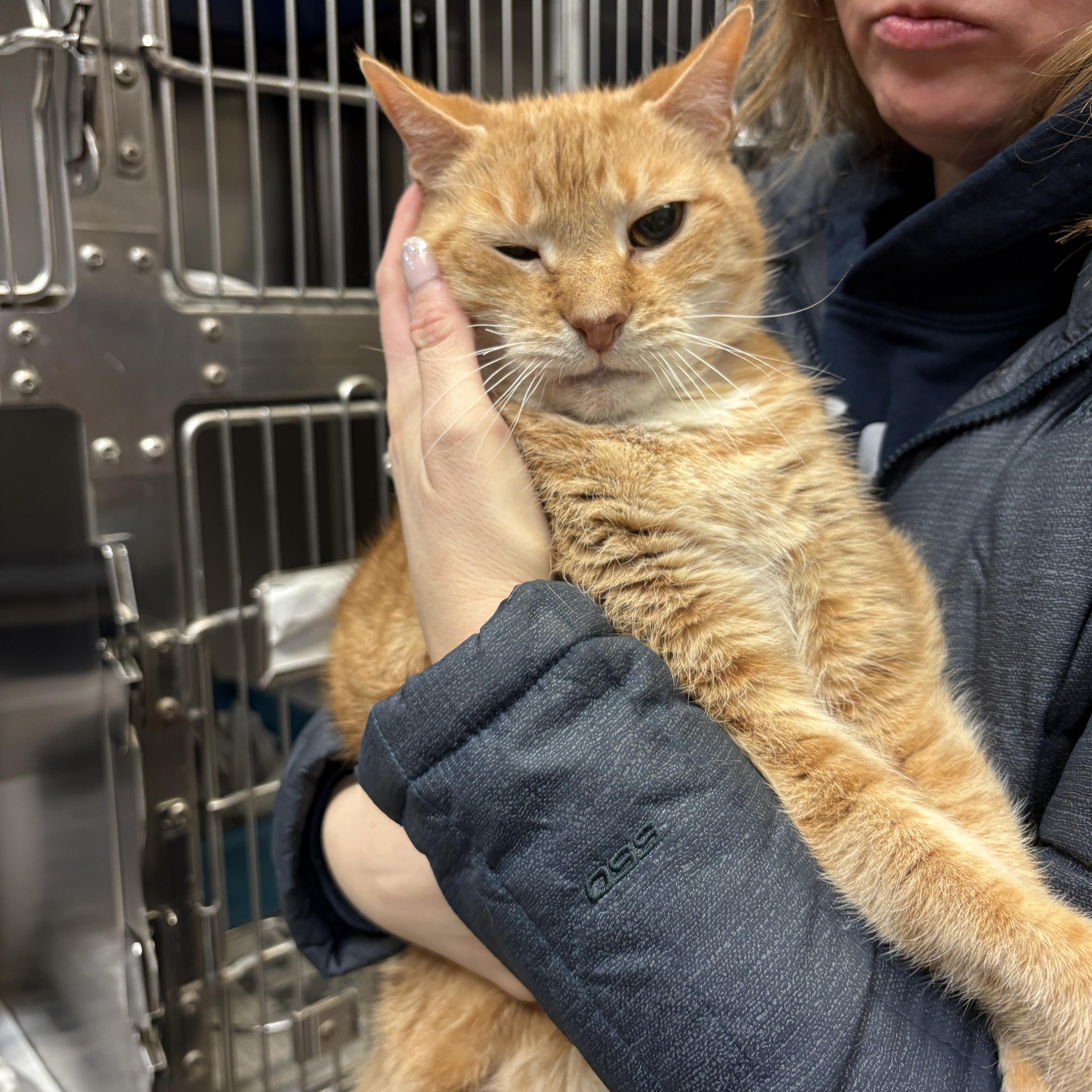 Enlarge Pipsqueak, an adopted Domestic Short Hair in Beacon, NY image 2/6