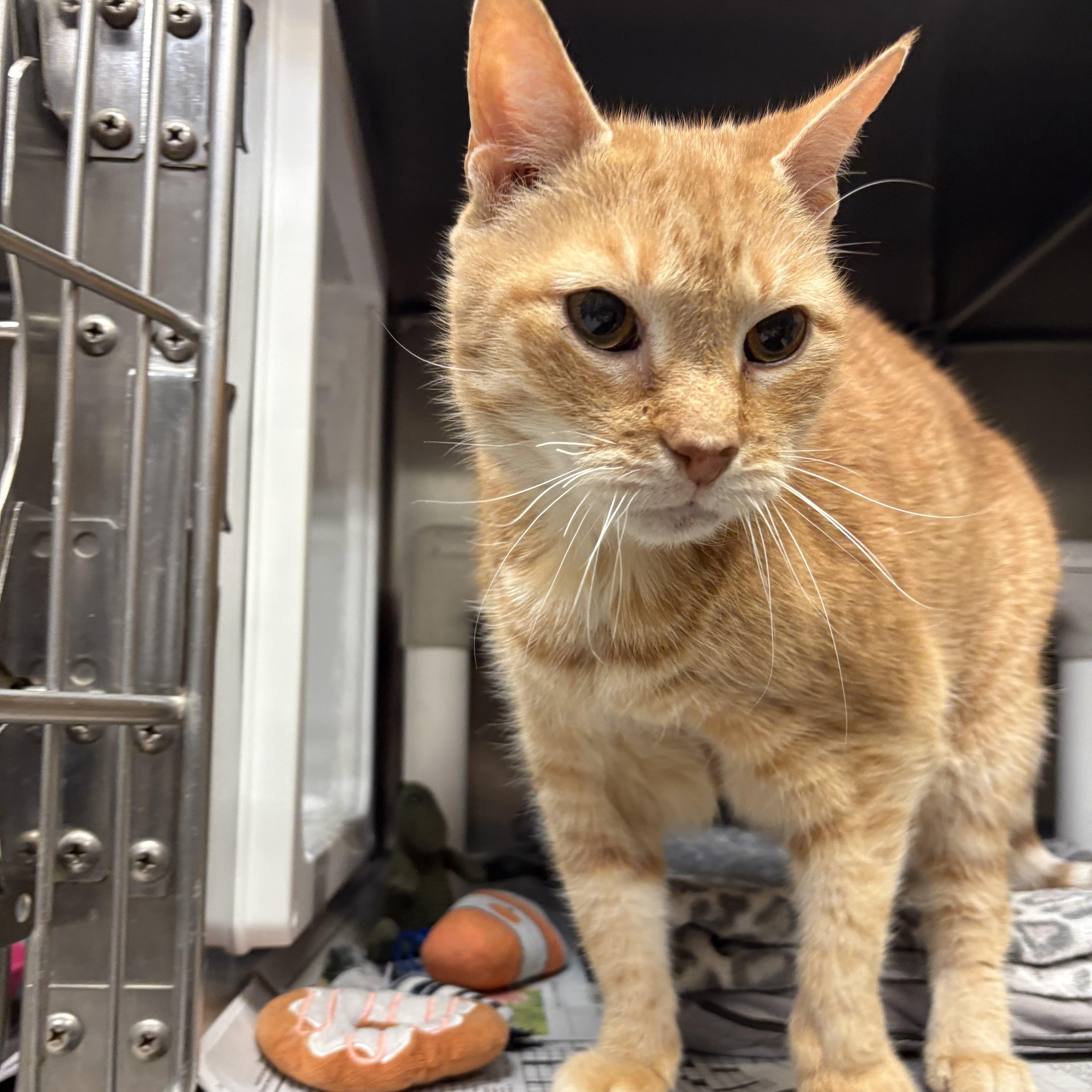 Enlarge Pipsqueak, an adopted Domestic Short Hair in Beacon, NY image 4/6