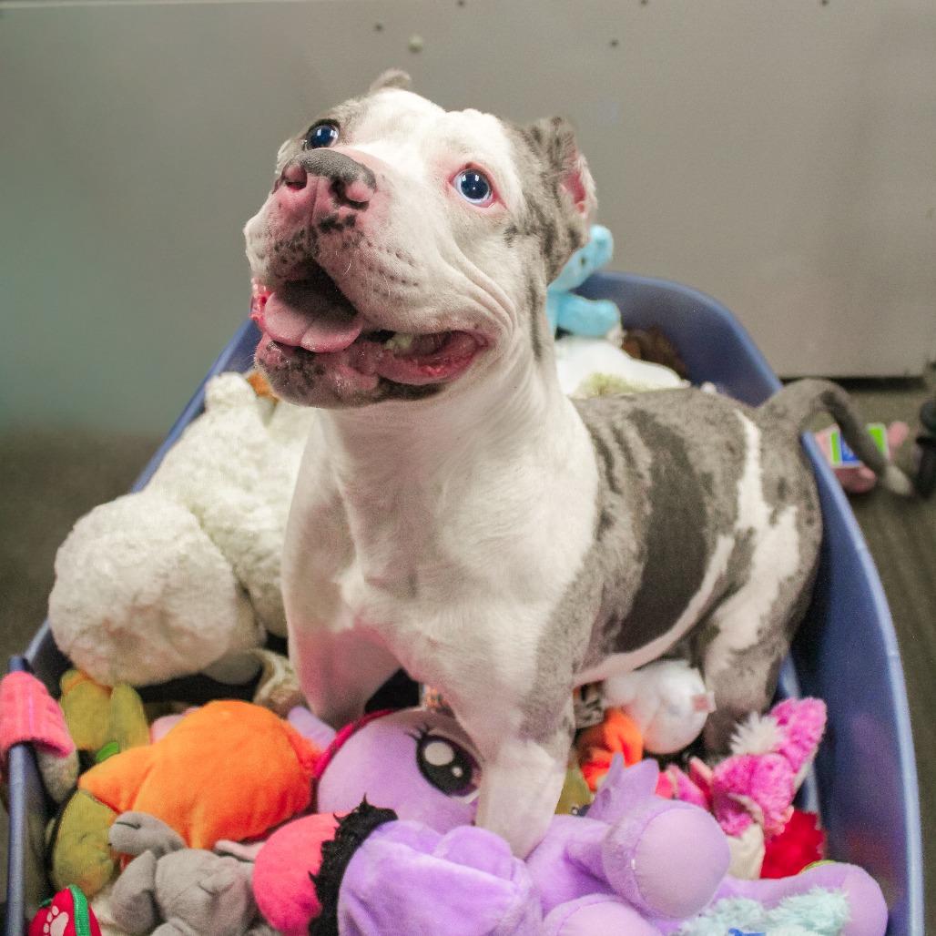 Enlarge Ice Spice 163, a Adoptable mixed breed in Canastota, NY image 4/6