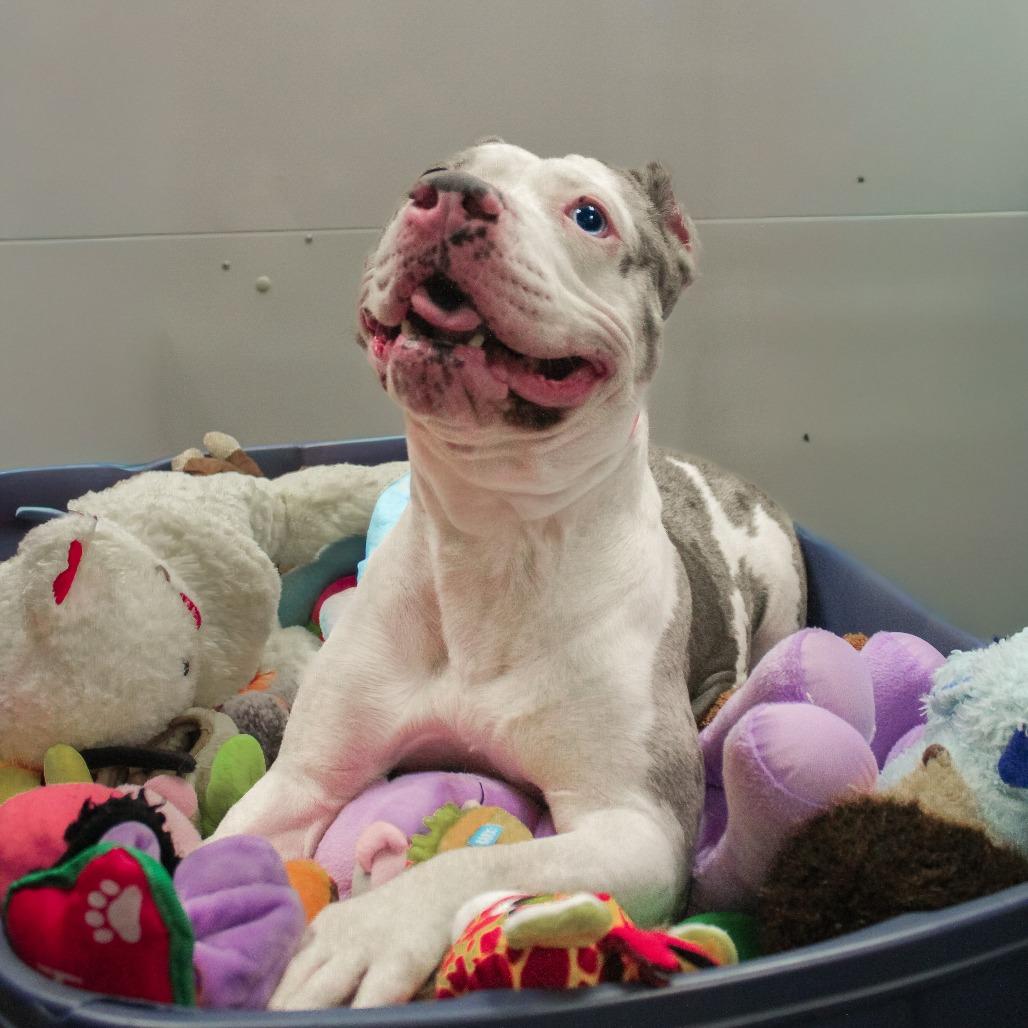 Enlarge Ice Spice 163, a Adoptable mixed breed in Canastota, NY image 6/6