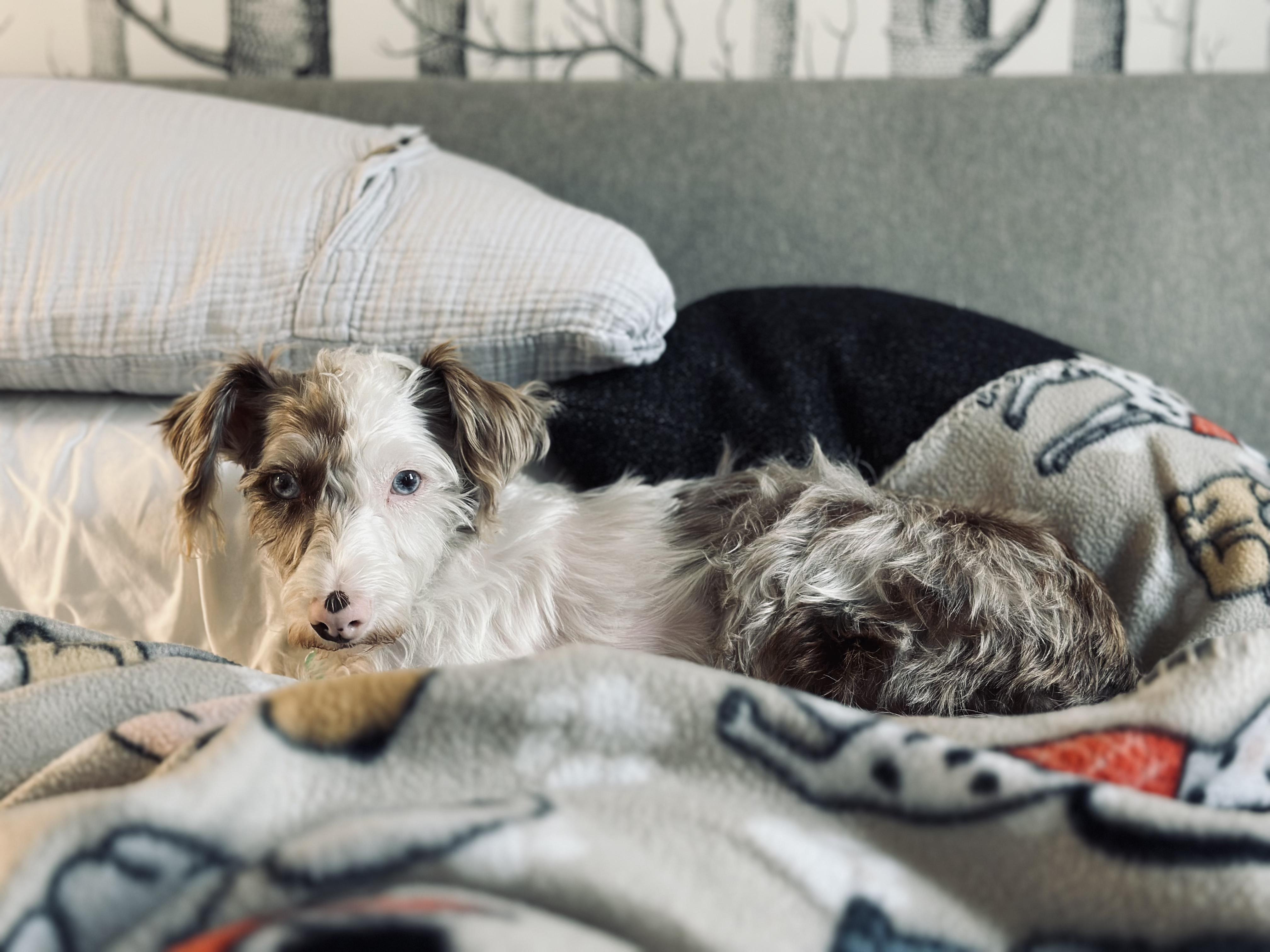 Daffodil, a Adoptable mixed breed in Calgary, AB image 1/5