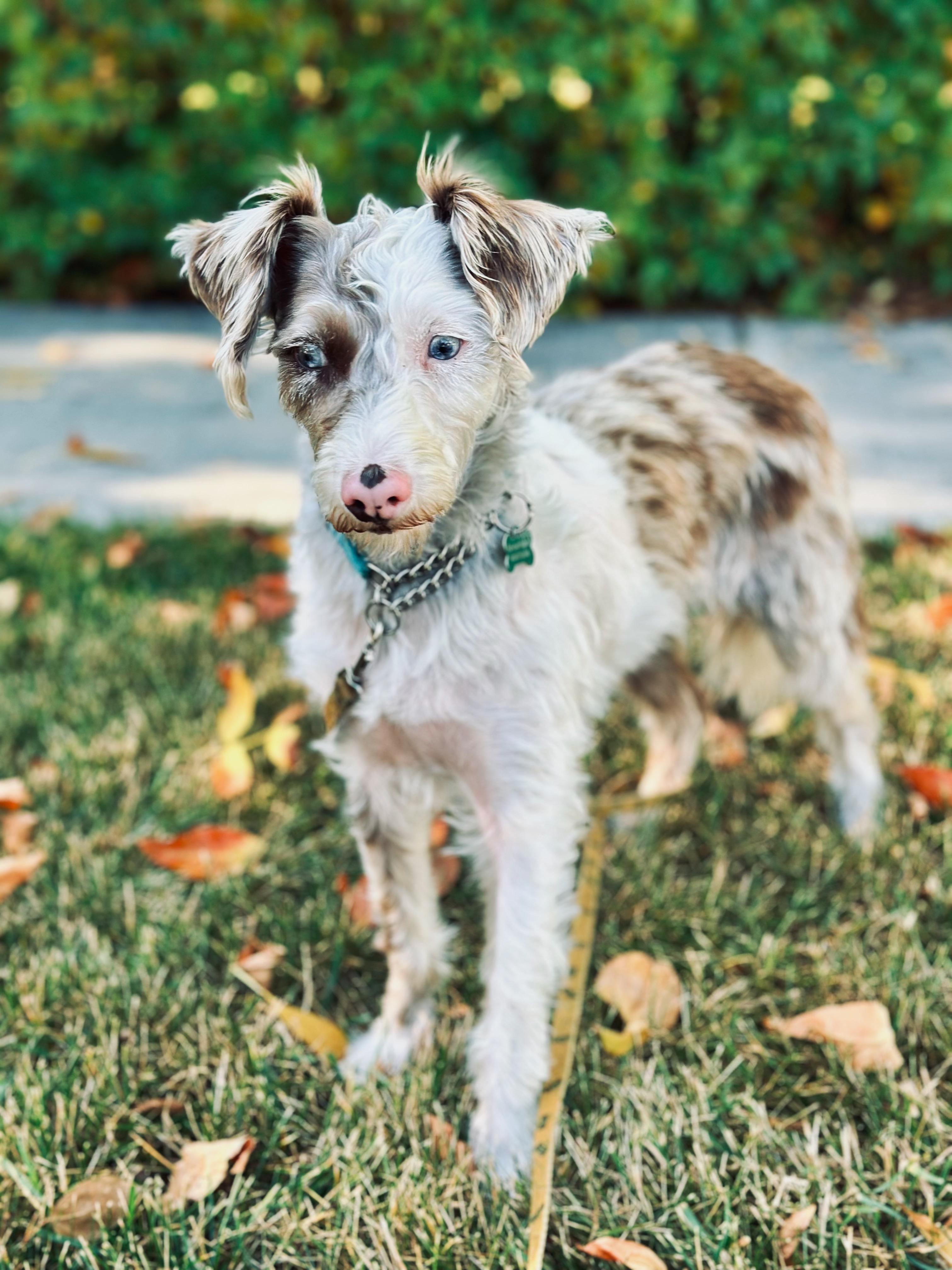 Daffodil, an adoptable Schnoodle in Calgary, AB, T3E 7R3 | Photo Image 4