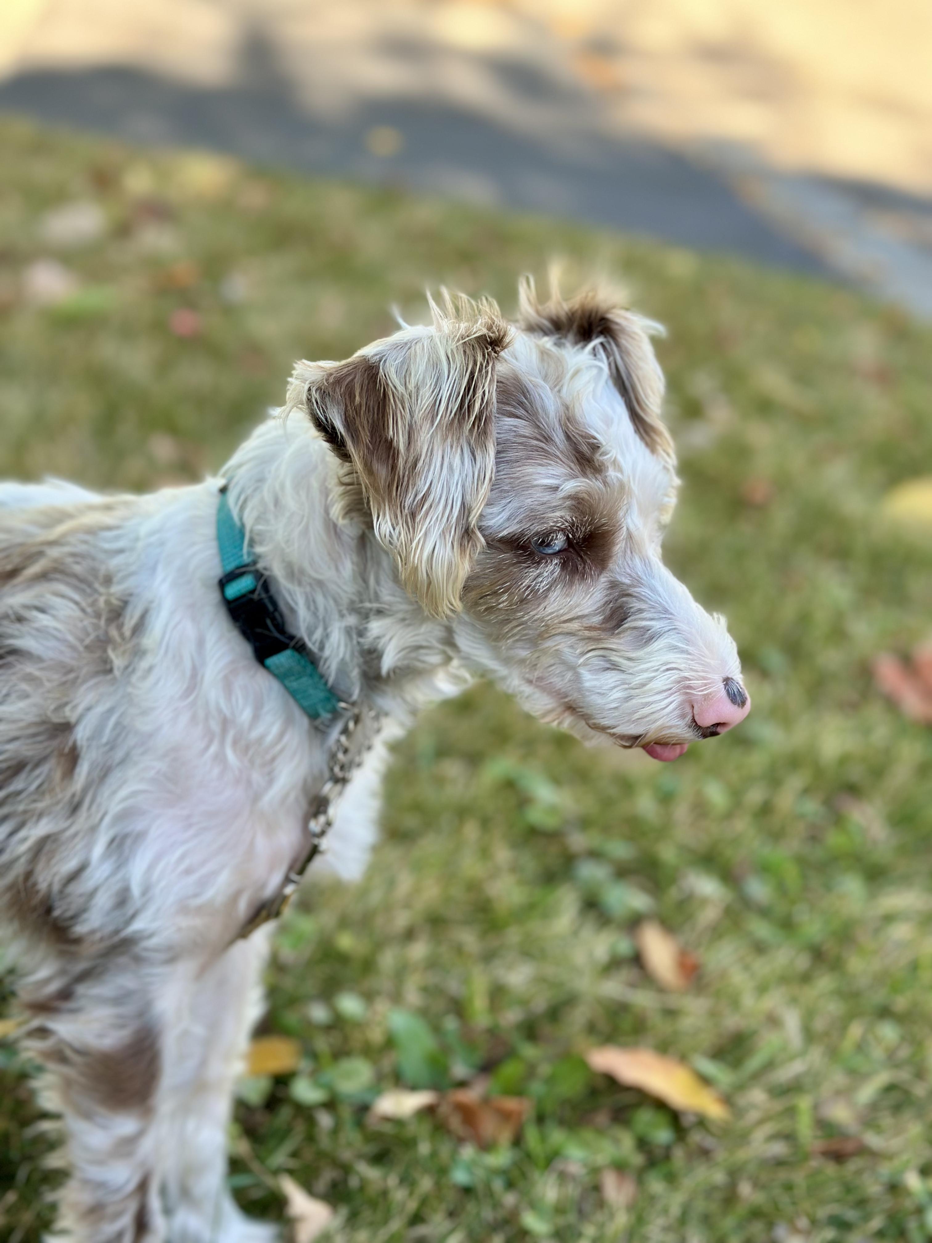 Daffodil, an adoptable Schnoodle in Calgary, AB, T3E 7R3 | Photo Image 3