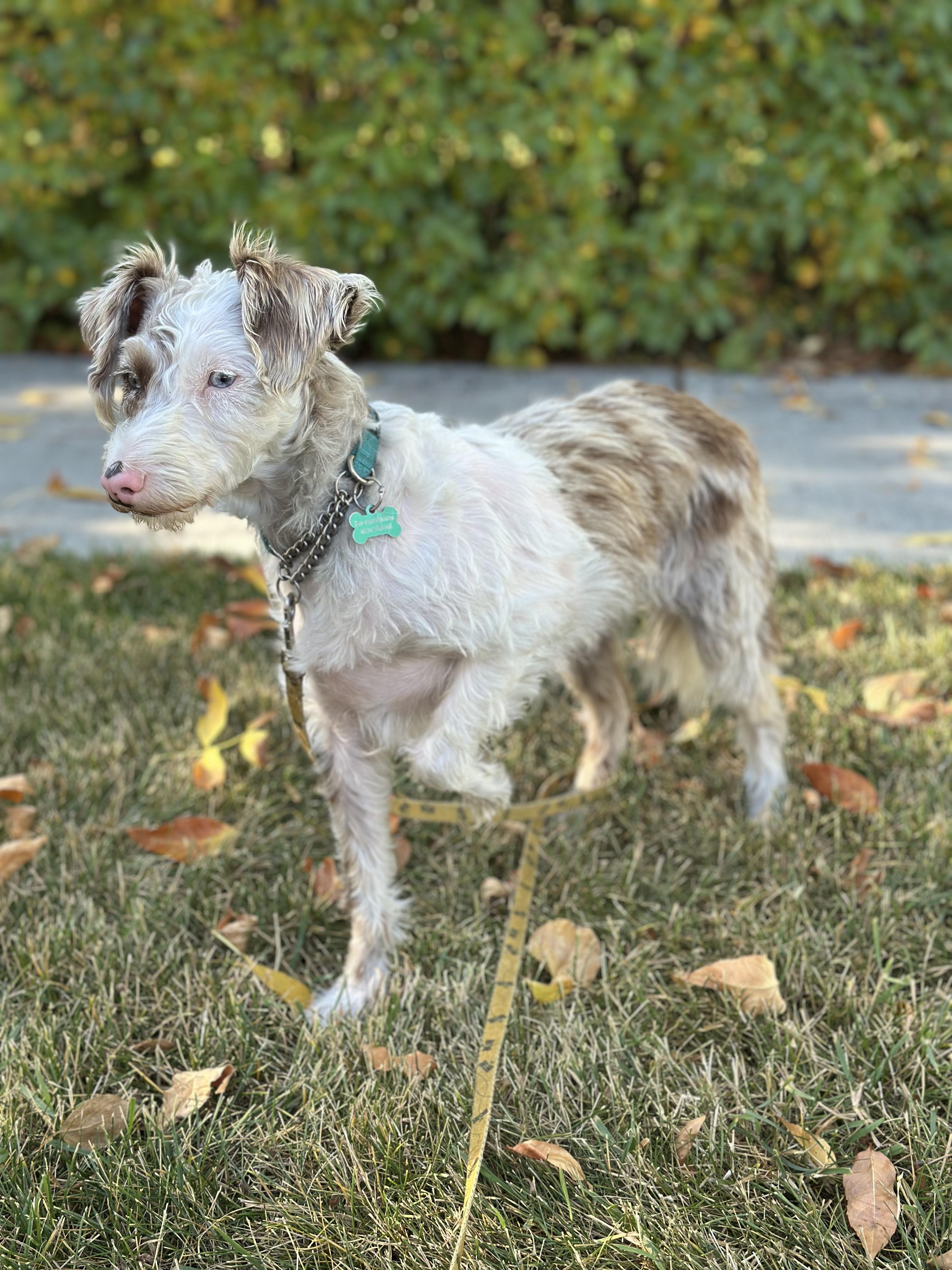 Daffodil, an adoptable Schnoodle in Calgary, AB, T3E 7R3 | Photo Image 5