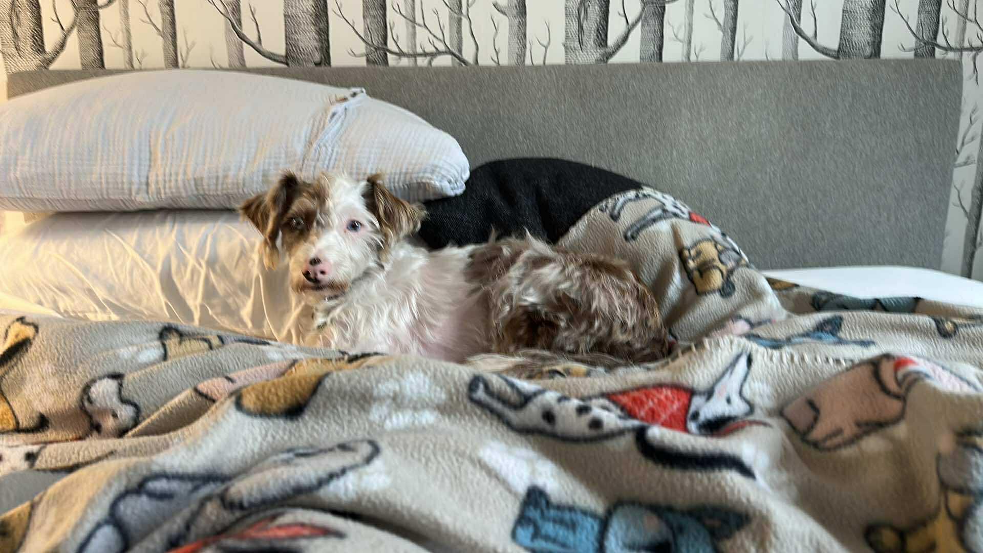 Daffodil, a Adoptable mixed breed in Calgary, AB image 5/5