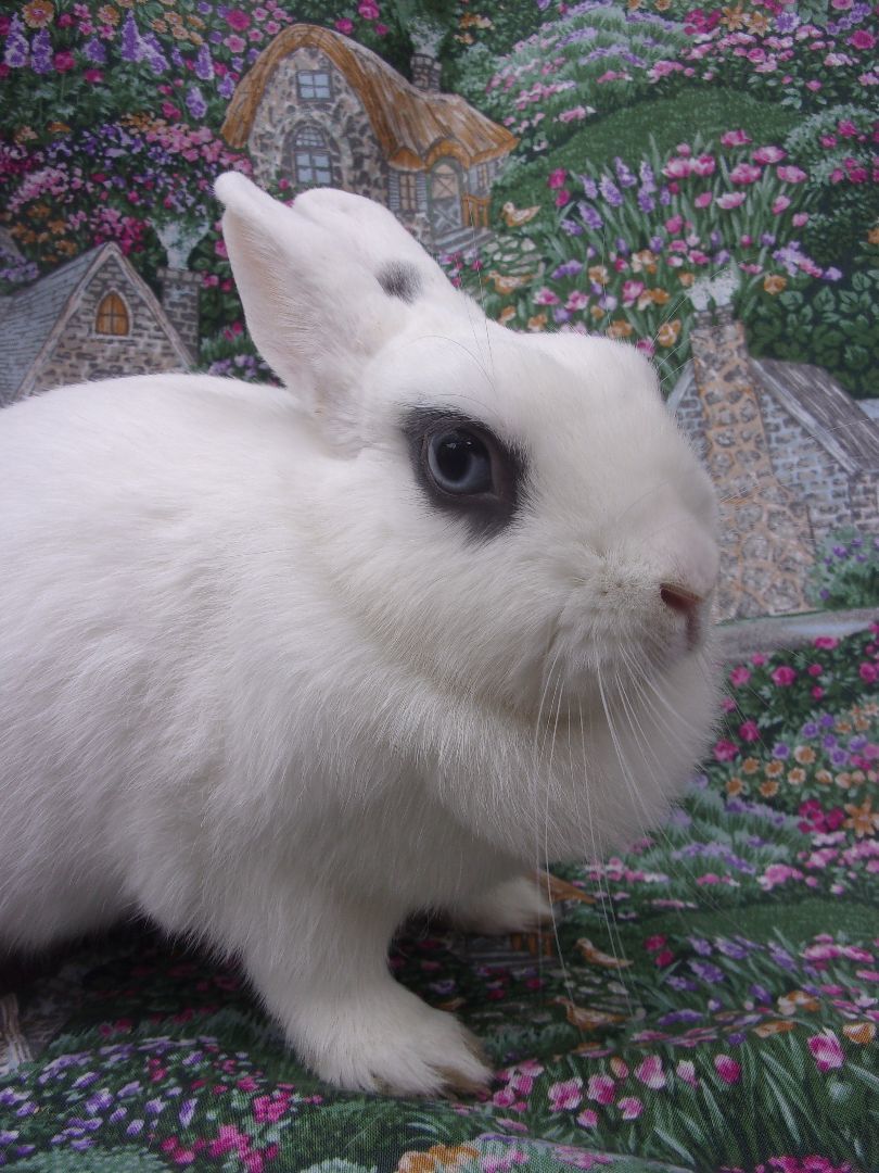 Enlarge Suzy Q, a Adoptable Hotot in Goleta, CA image 2/2