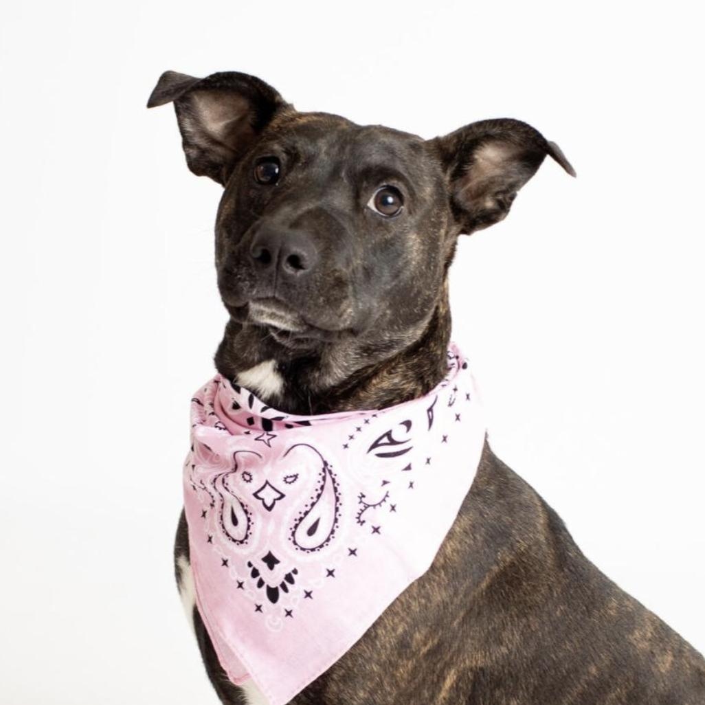 Millie Mellow thumbnail 4