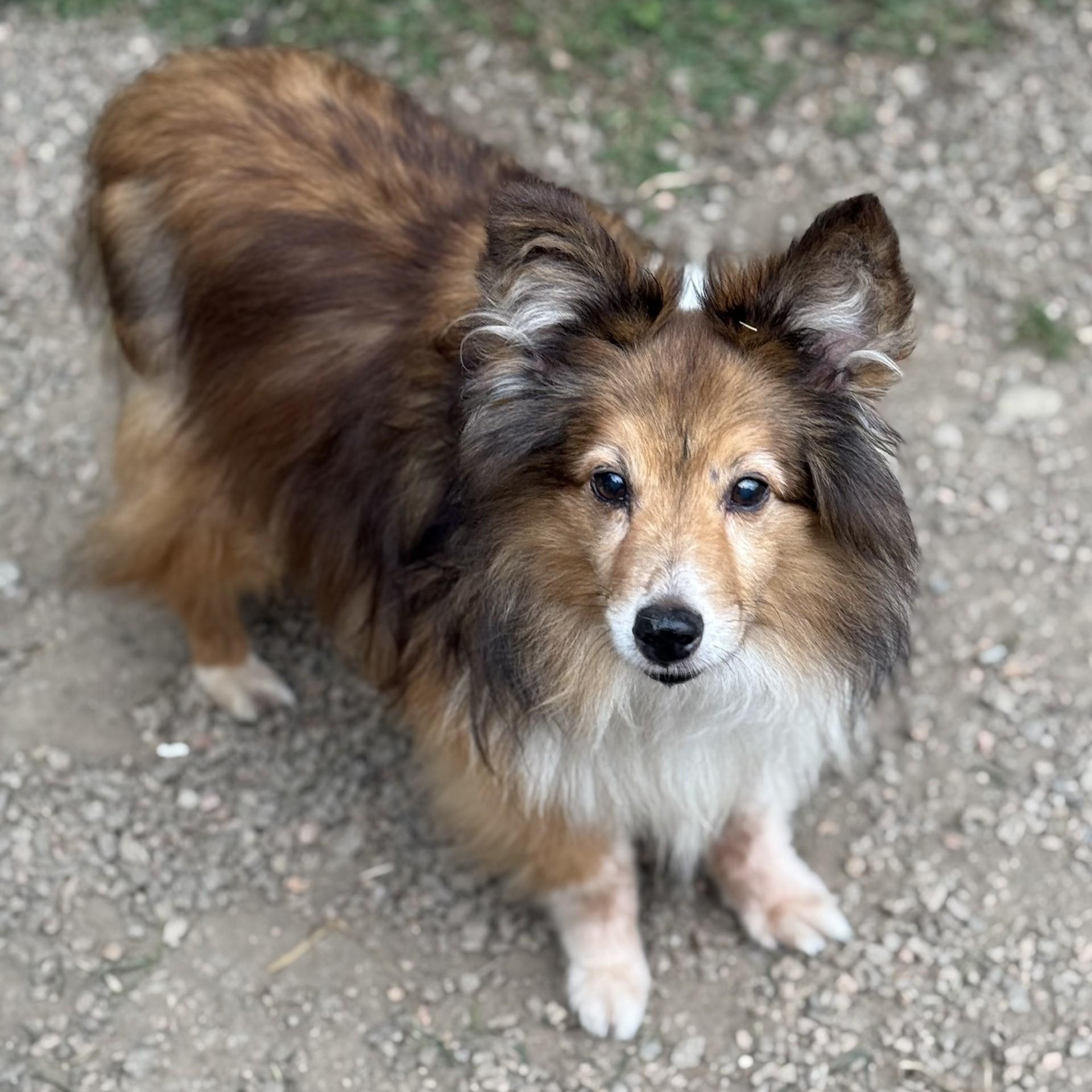 Jack (Tan) & Jill (Black & White), Adoptable, Senior Male Shetland Sheepdog / Sheltie.
